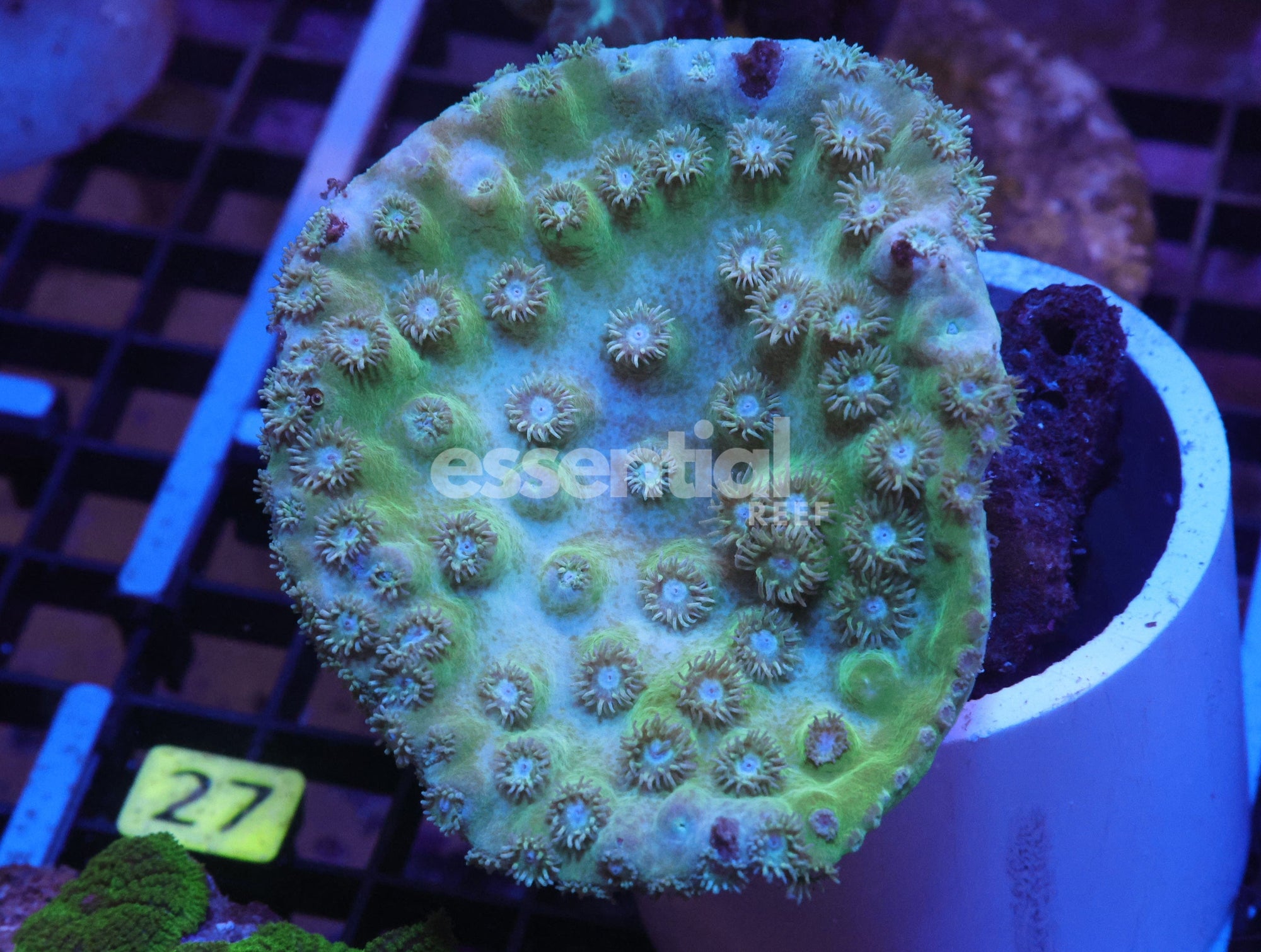 Watermarked - K27 - INDO METALLIC CUP CORAL