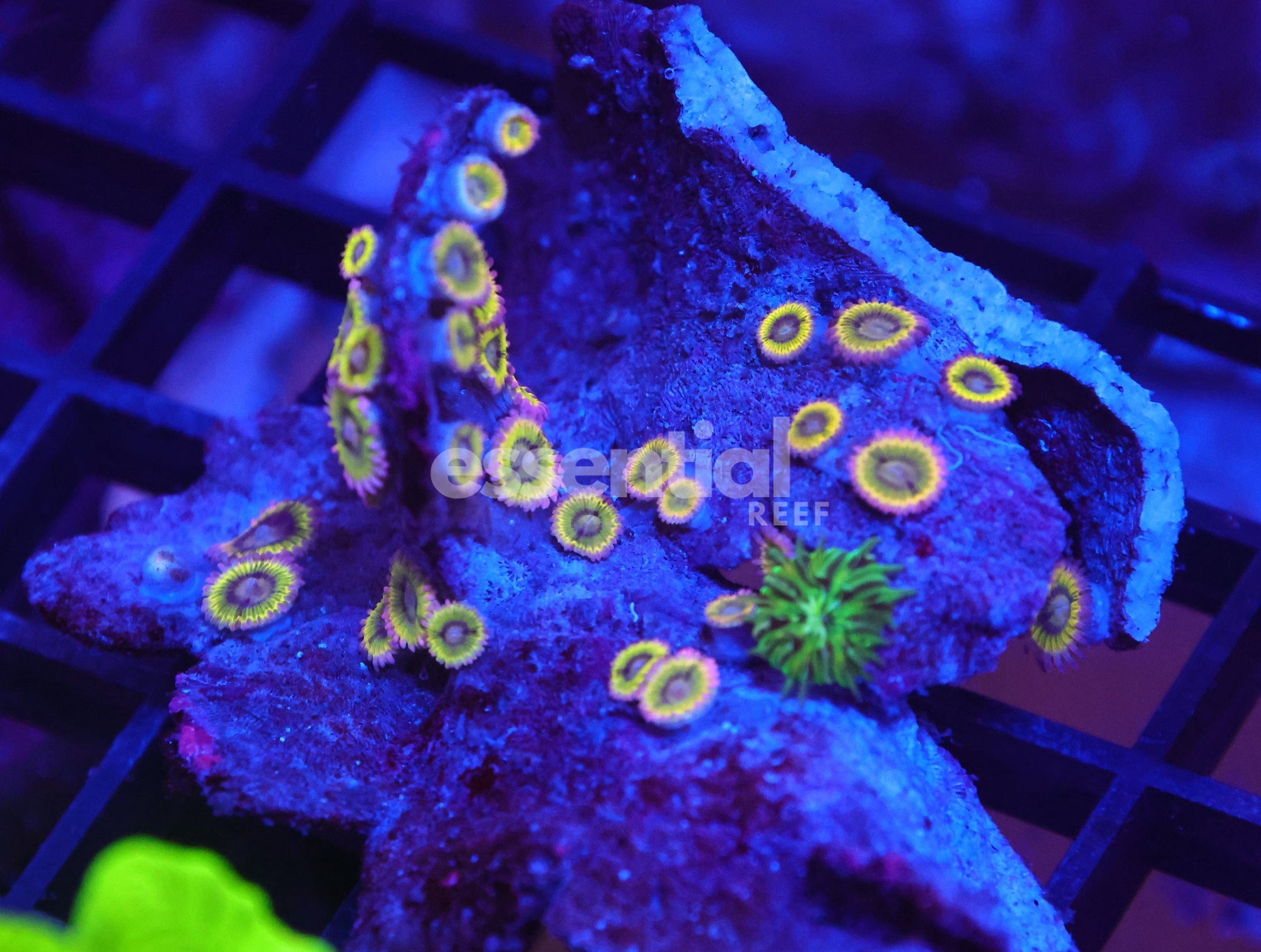 Watermarked - X101 - INDO ECLIPSE ZOA
