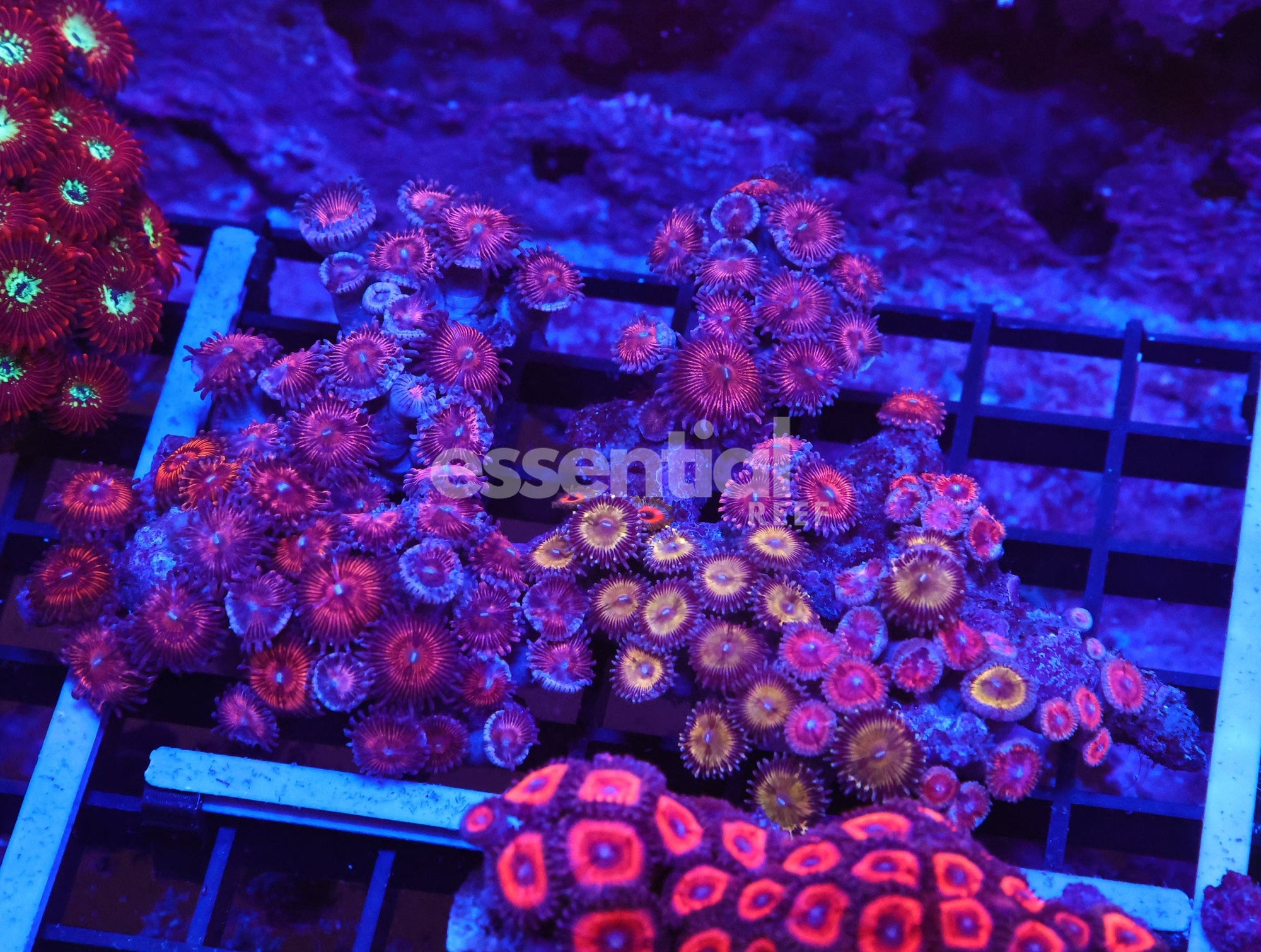 Watermarked - X103 - INDO COMBO ZOA ROCK