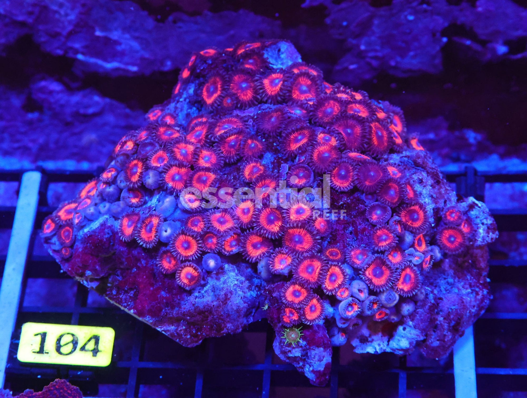 Watermarked - X104 - INDO HOT PINK ZOA