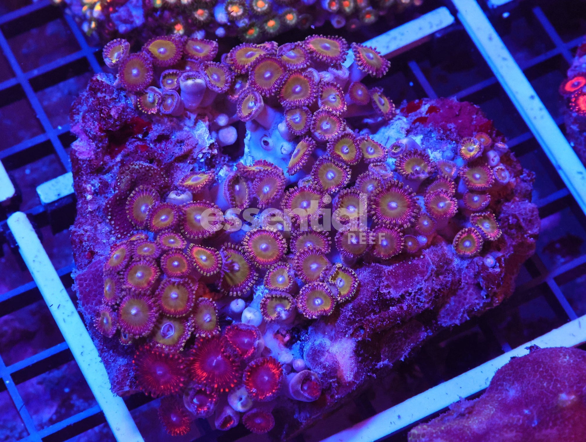 Watermarked - X114 - INDO COMBO ZOA ROCK