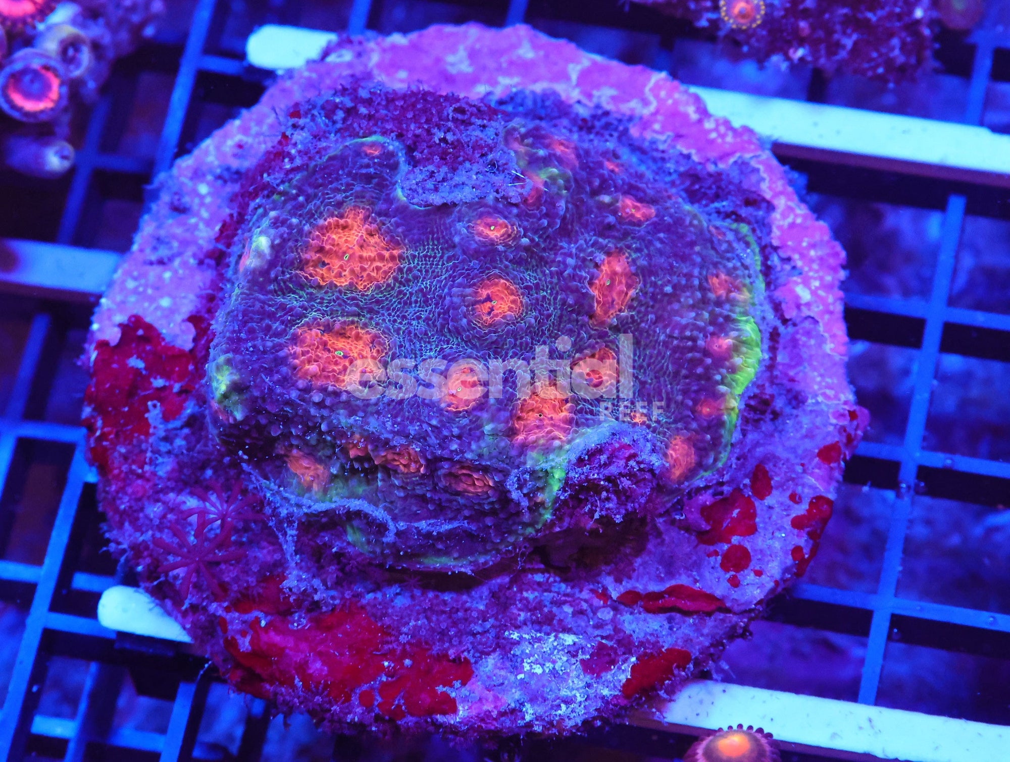 Watermarked - X116 - INDO ORANGE EYE ACAN ECHINATA