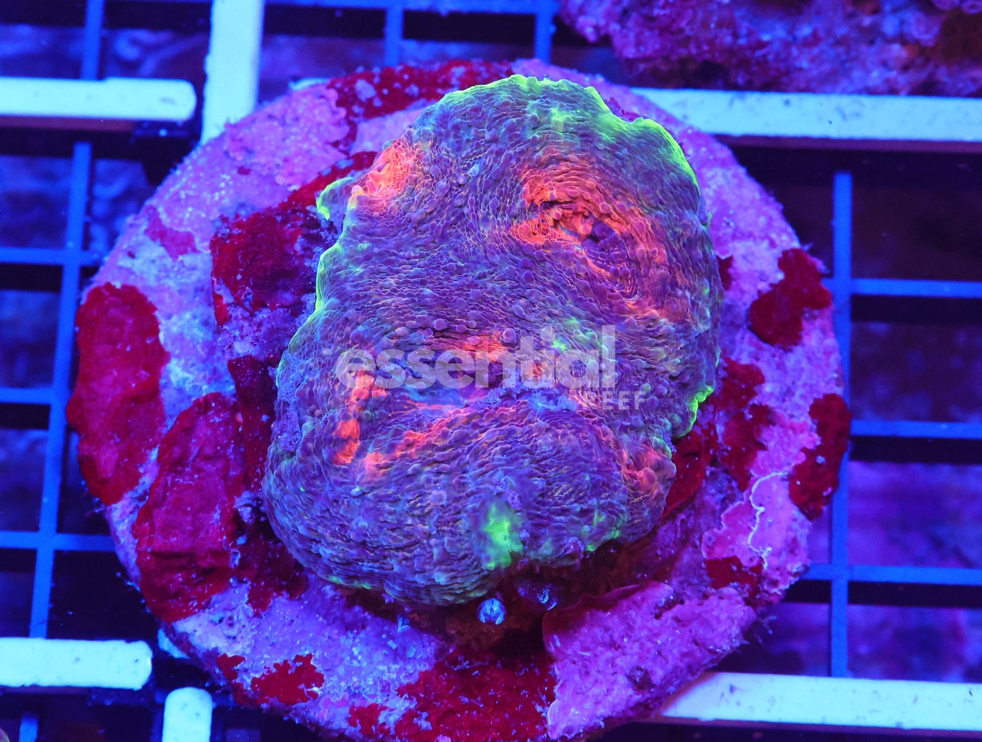 Watermarked - X117 - INDO ORANGE EYE ACAN ECHINATA