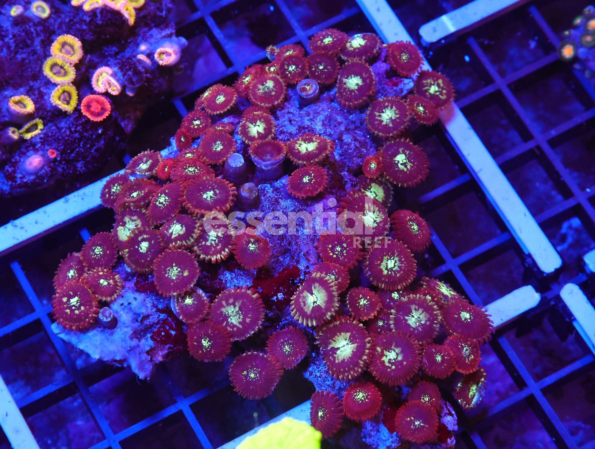 Watermarked - X118 - INDO RED MAGICIAN ZOA