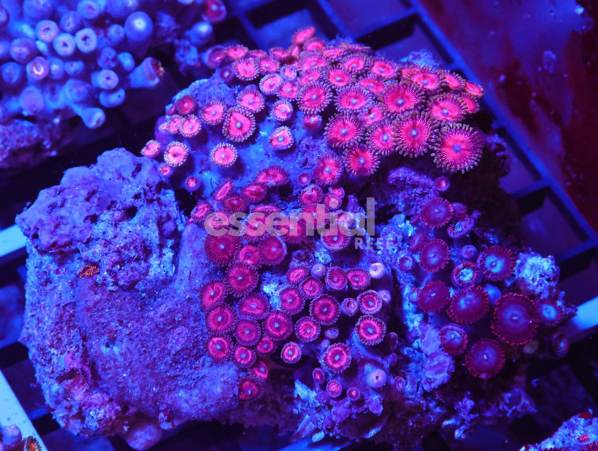 Watermarked - X120 - INDO PASTEL PINK ZOA
