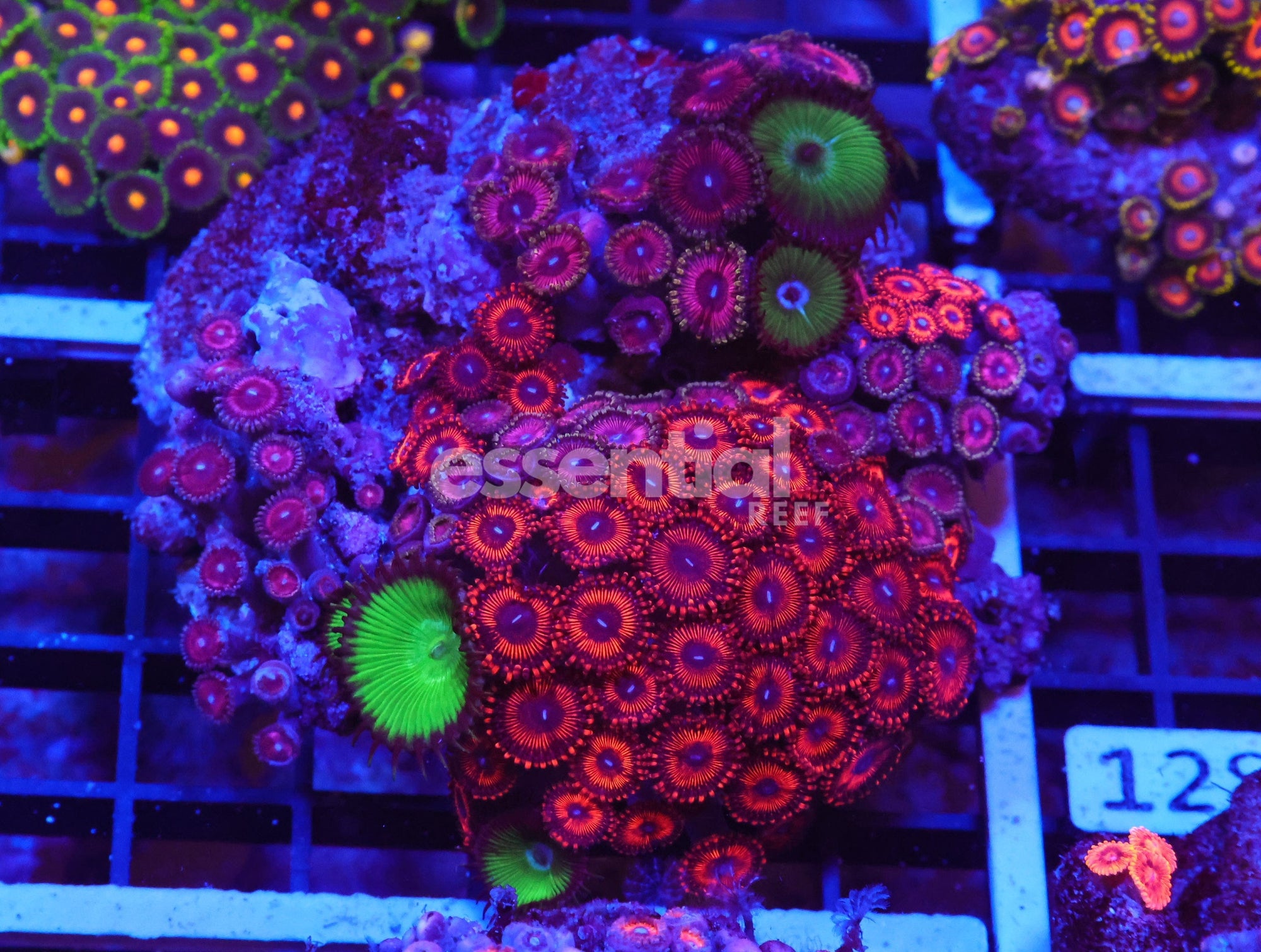 Watermarked - X127 - INDO COMBO ZOA ROCK