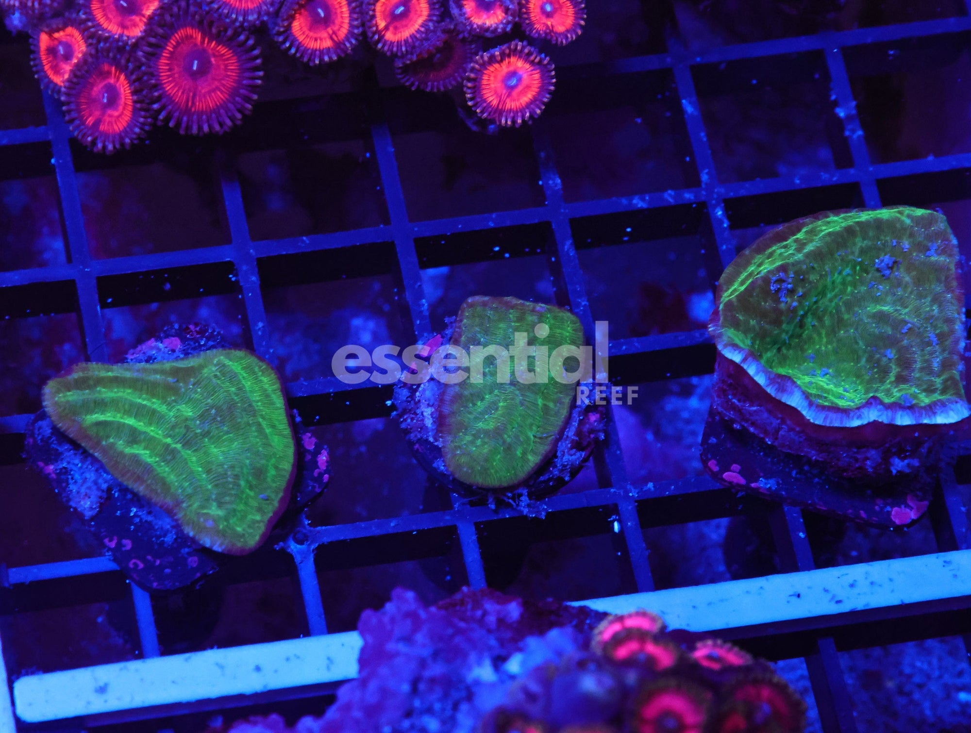 Watermarked - X130 - 3PK PACHYSERIS