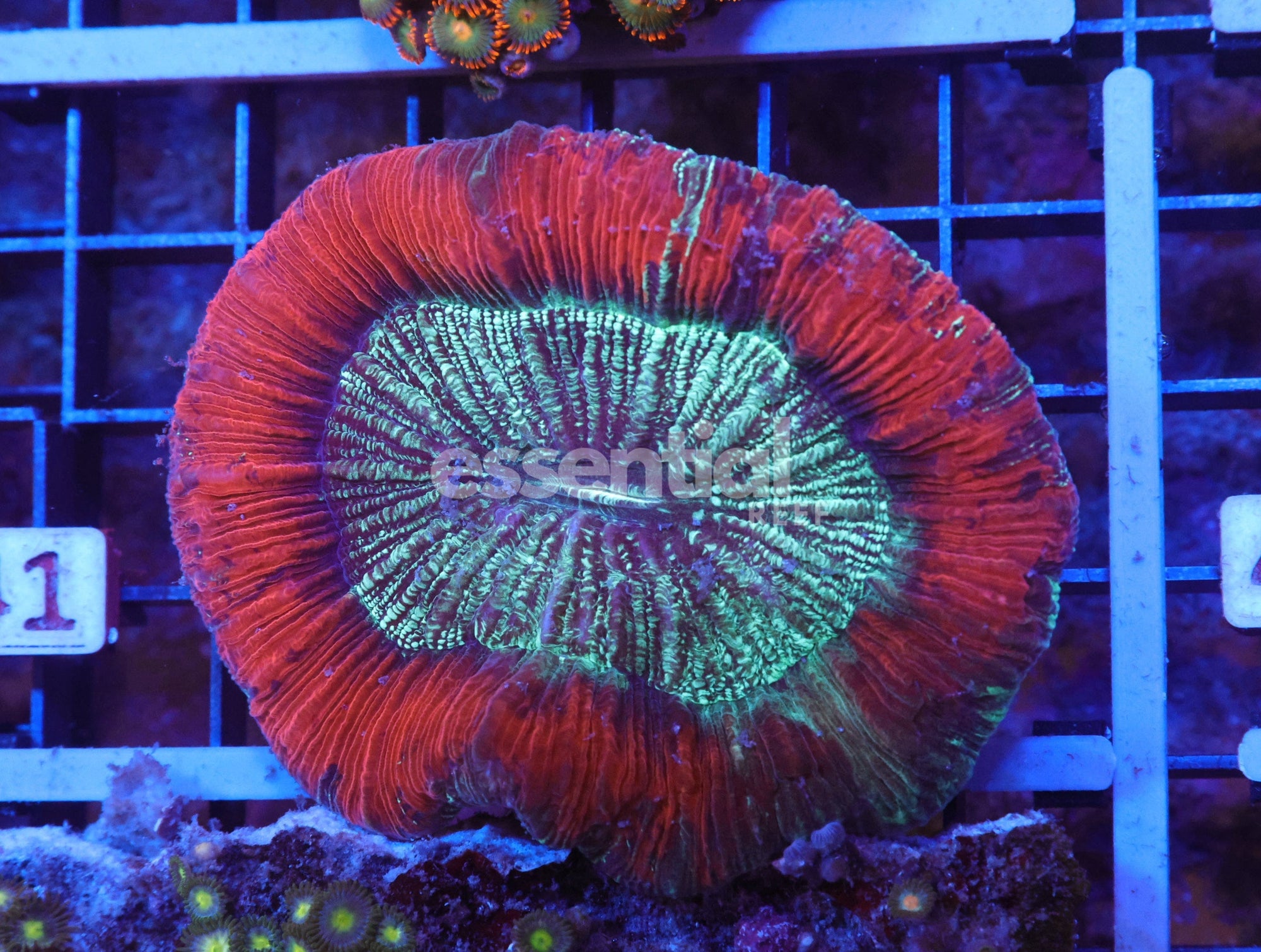 Watermarked - X41 - INDO SUNSET ECLIPSE TRACHY