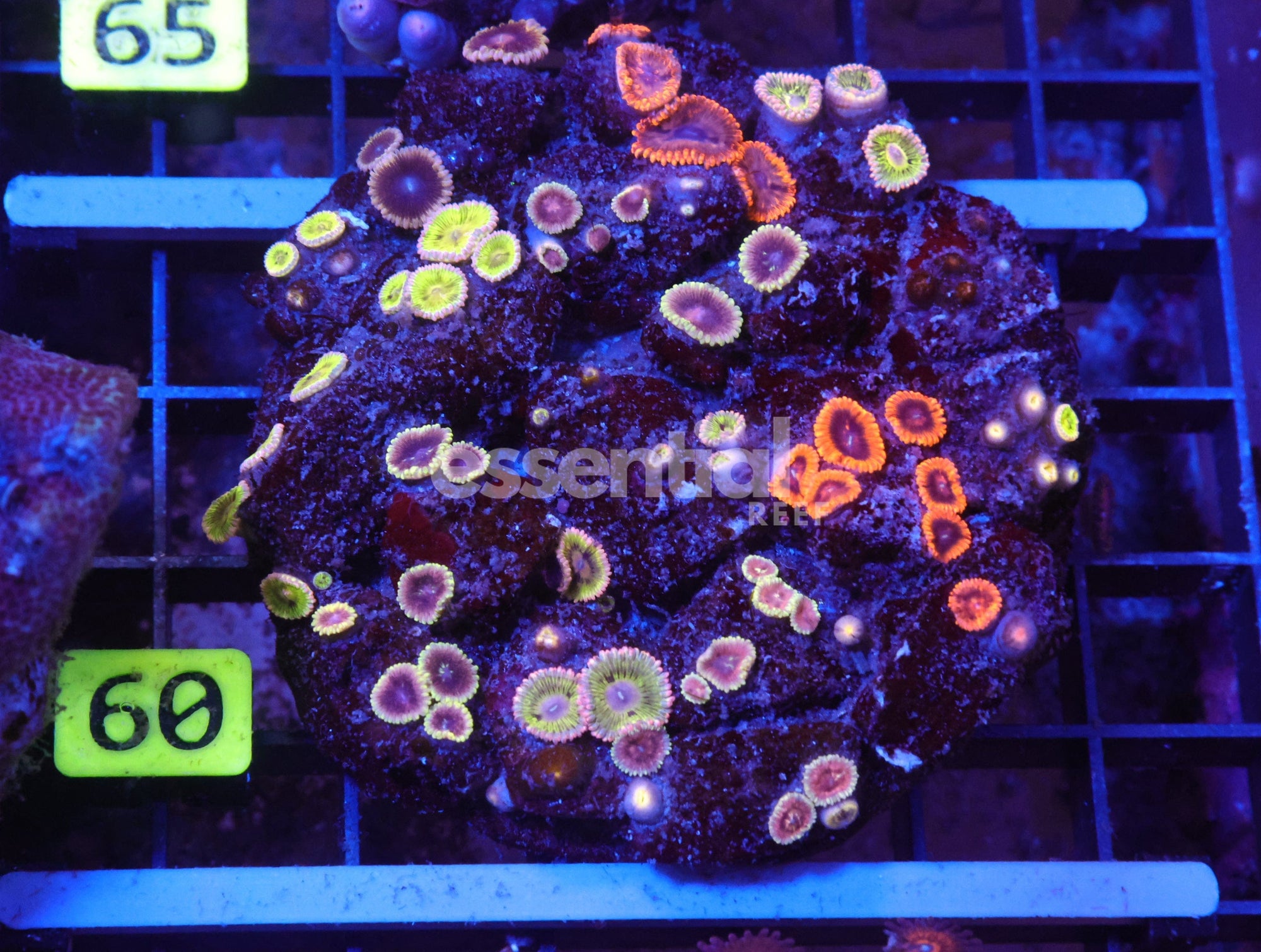 Watermarked - X60 - INDO ECLIPSE GARDEN ZOA