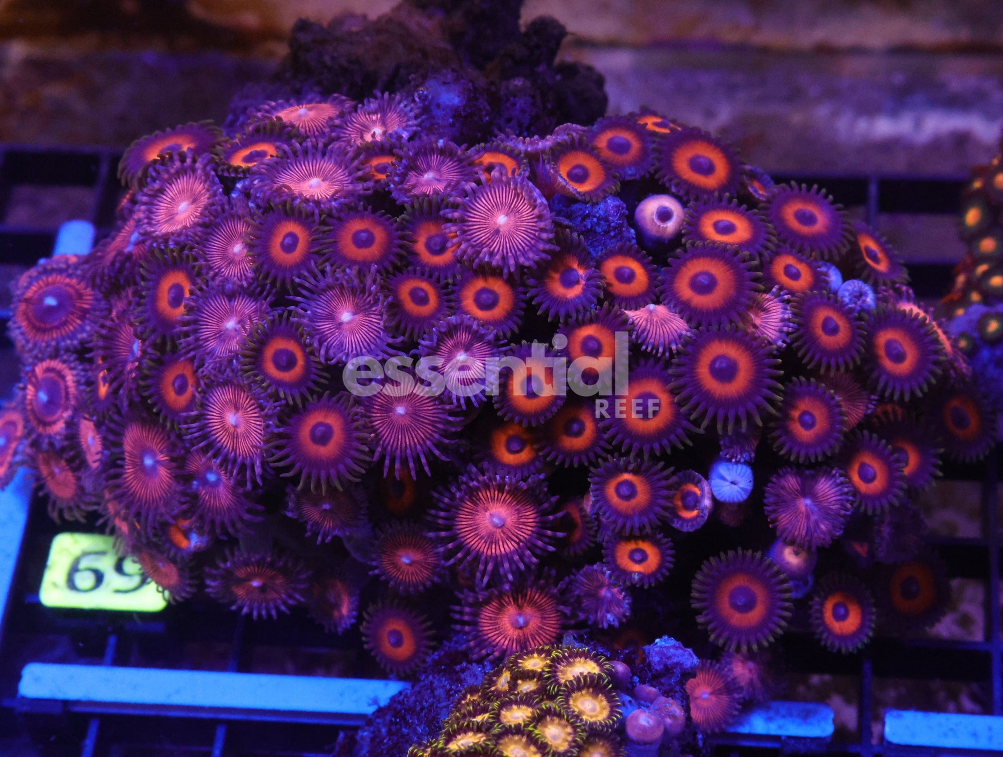 Watermarked - X69 - INDO COMBO ZOA ROCK