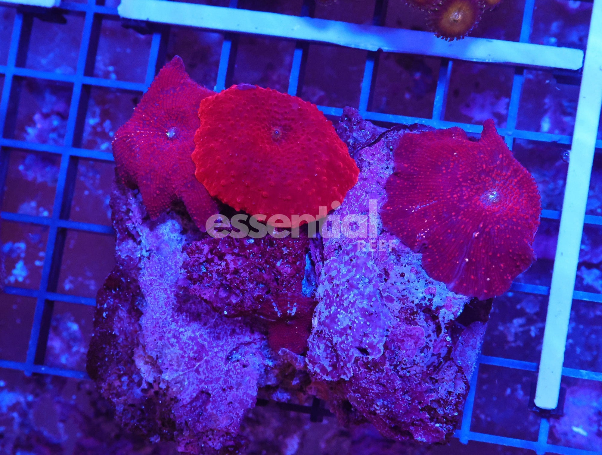 Watermarked - X72 - RUBY RED DISCO MUSHROOM