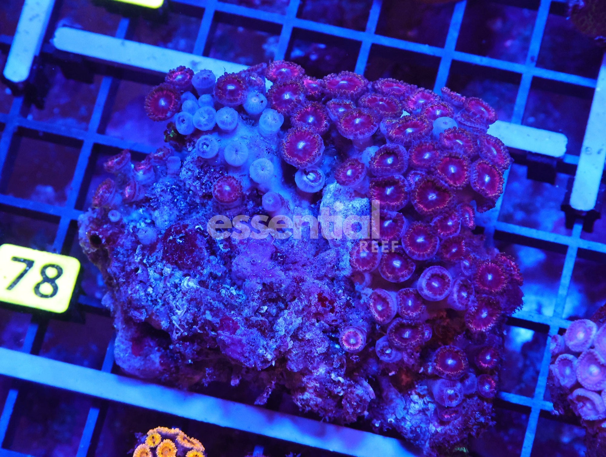 Watermarked - X78 - INDO PINK PASSION ZOA