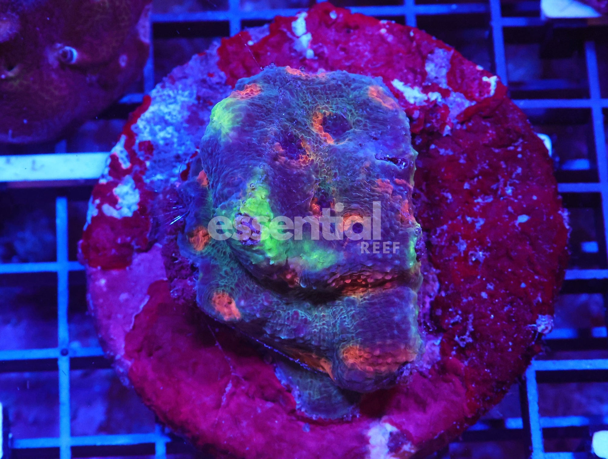 Watermarked - X80 - INDO ORANGE CRUSH ACAN ECHINATA