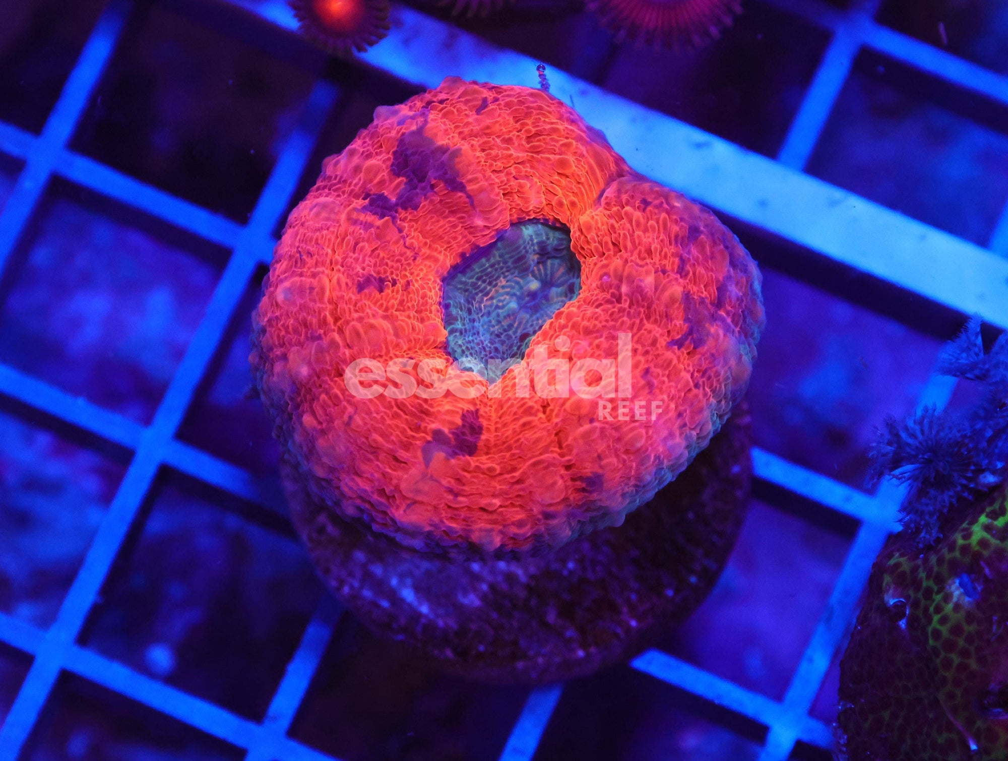 Watermarked - X83 - AUSSIE DRAGONS BREATH LOBO