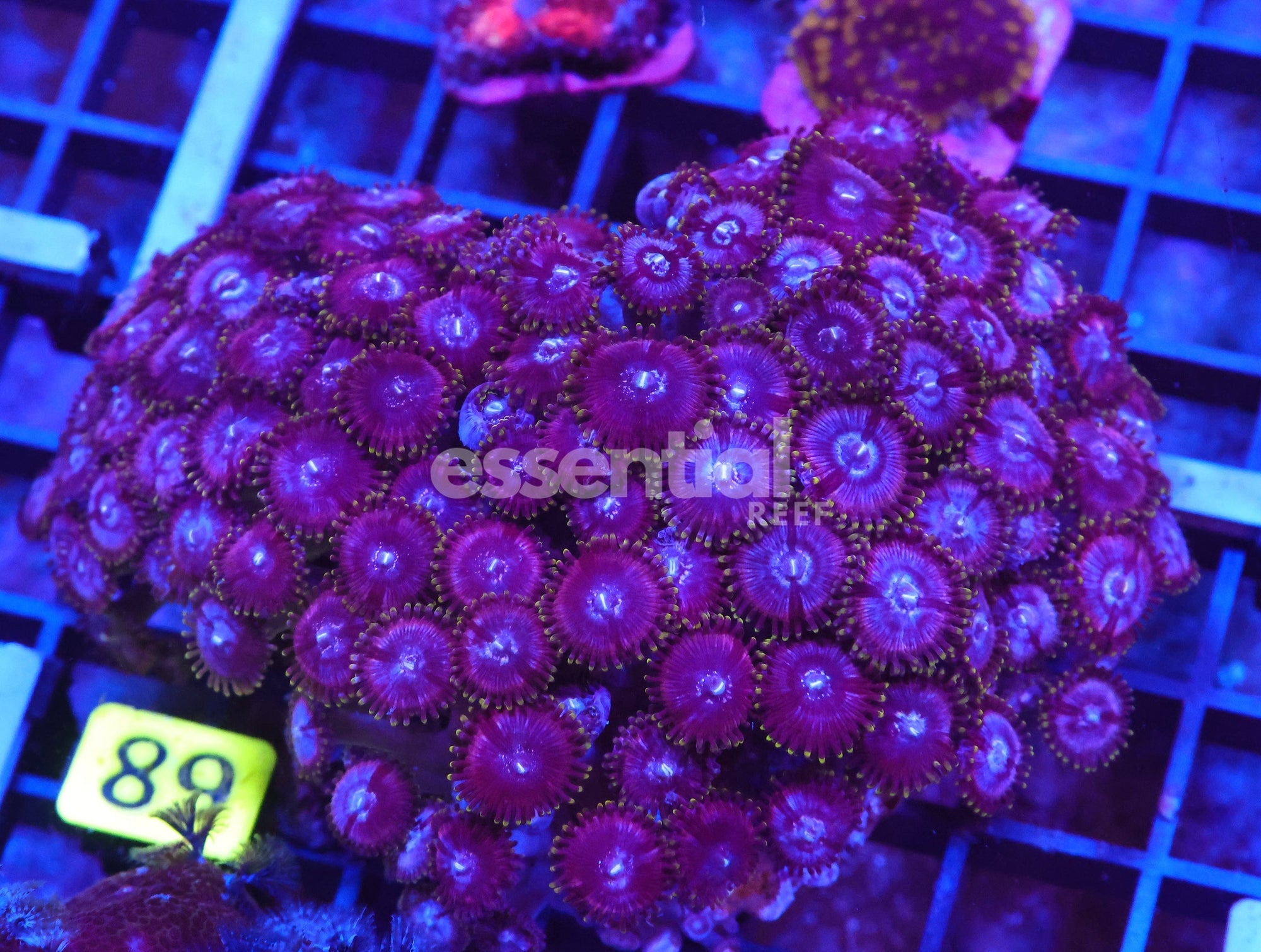 Watermarked - X89 - INDO PASTEL PURPLE ZOA