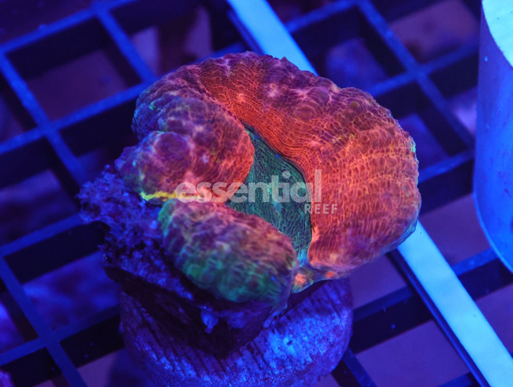 Watermarked - X91 - AUSSIE DRAGONS BREATH LOBO