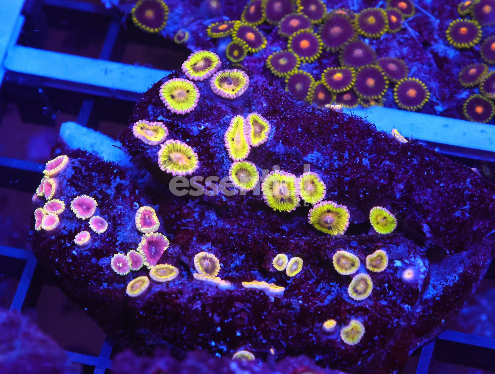 Watermarked - X92 - INDO ECLIPSE GARDEN ZOA