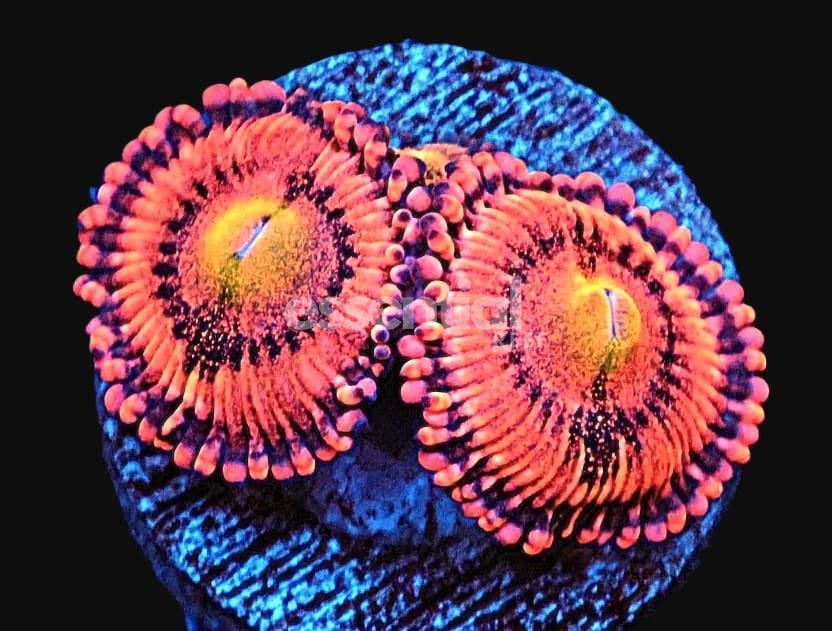 Watermarked - C364 - ALMOST WYSIWYG - SDC SCREWDRIVER ZOA/PALY