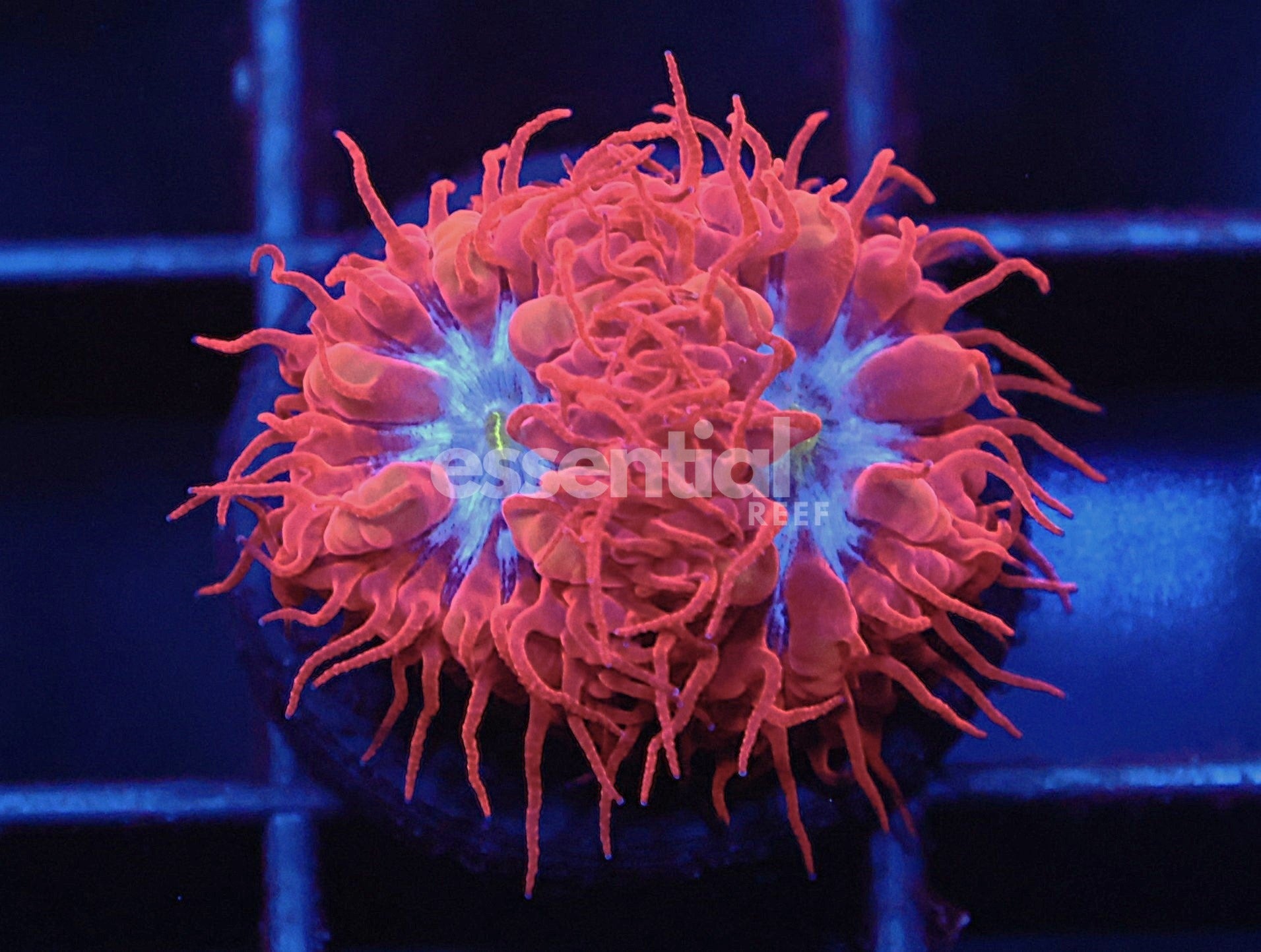 Watermarked - C76 - SDC Blue Raven Blastomussa