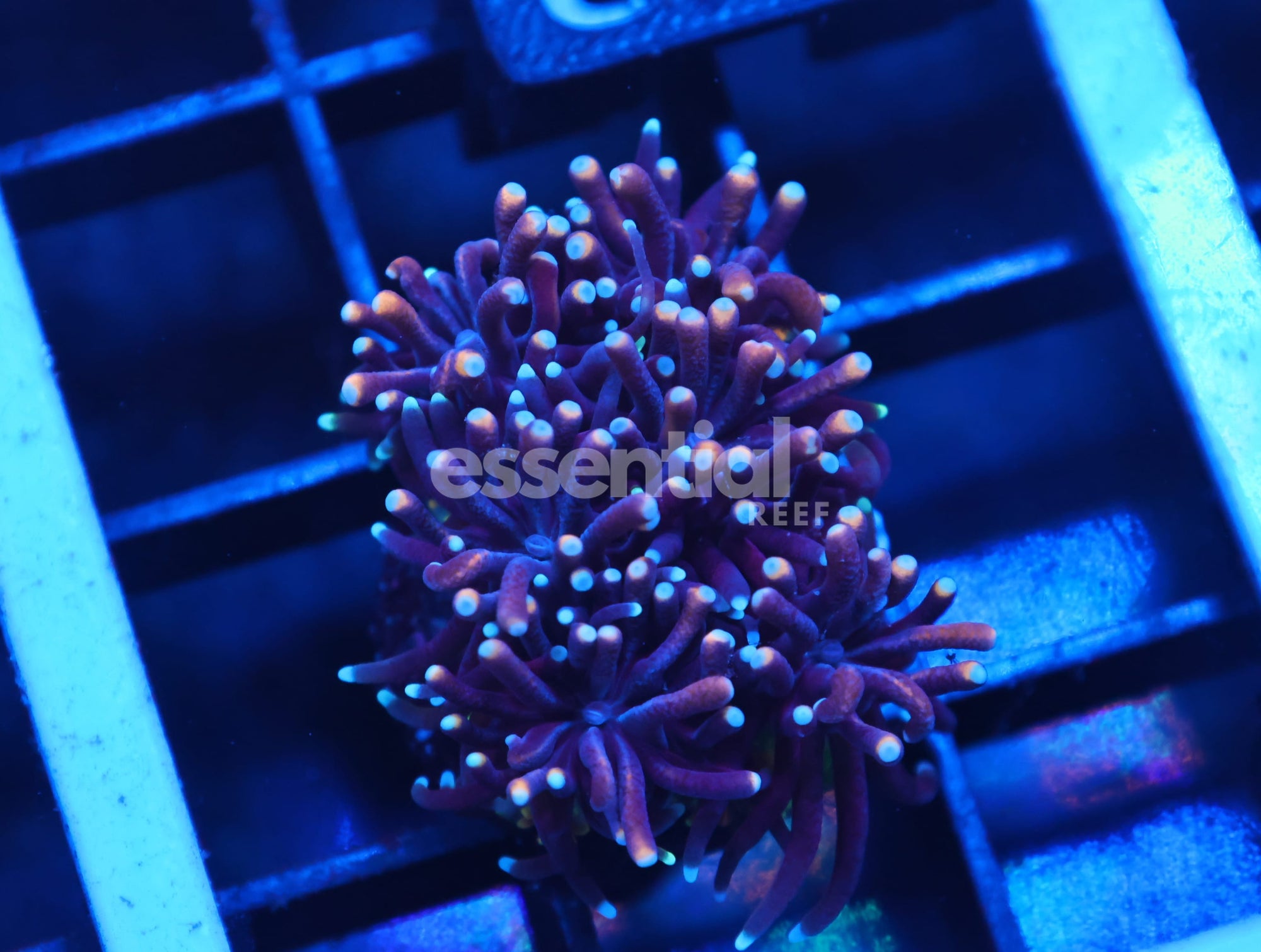 Watermarked - C353 - ALMOST WYSIWYG - SDC MOTHER OF ALL GALAXEA