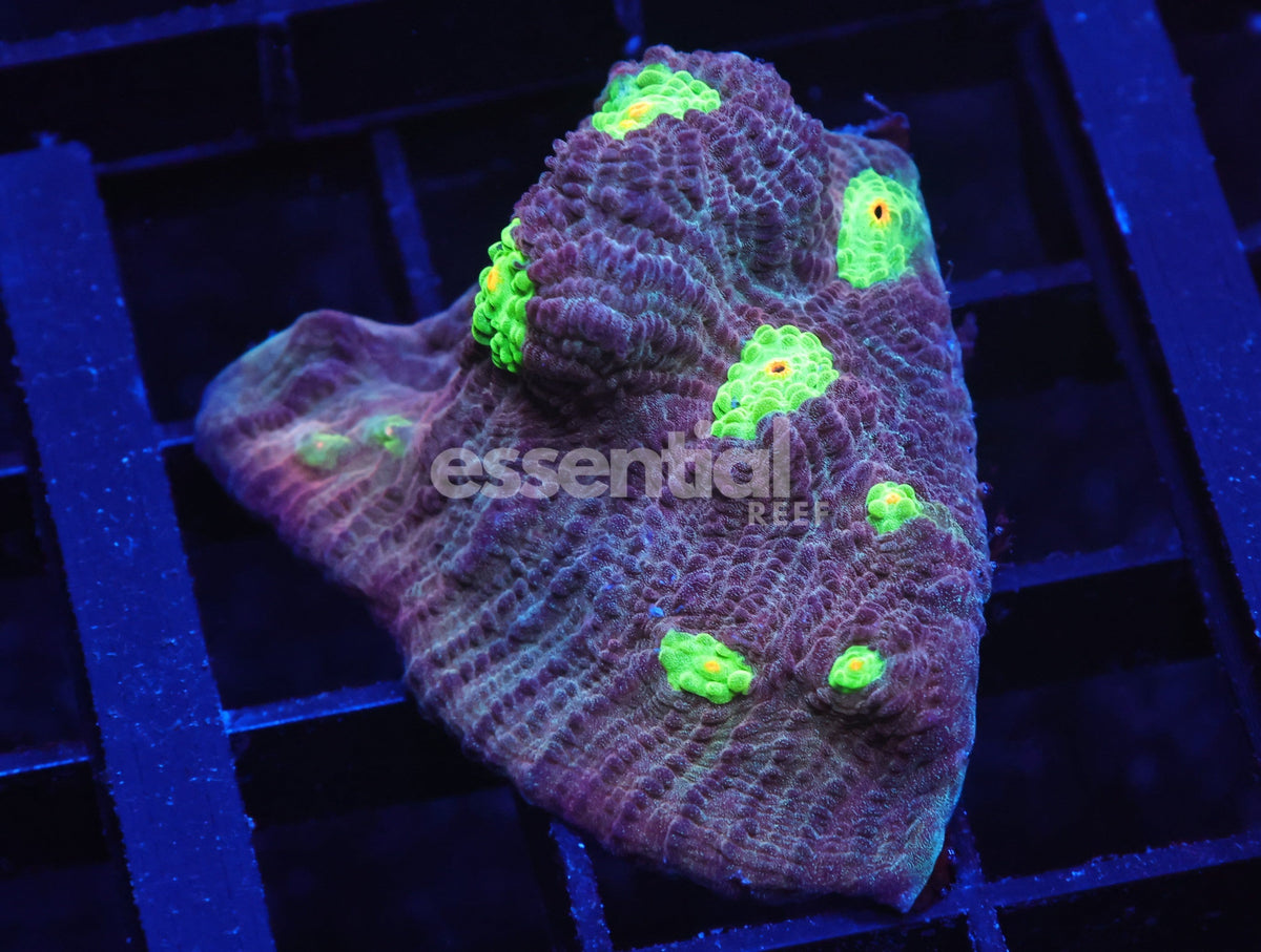 Watermarked - C55 - SDC Army Of Frogs Chalice