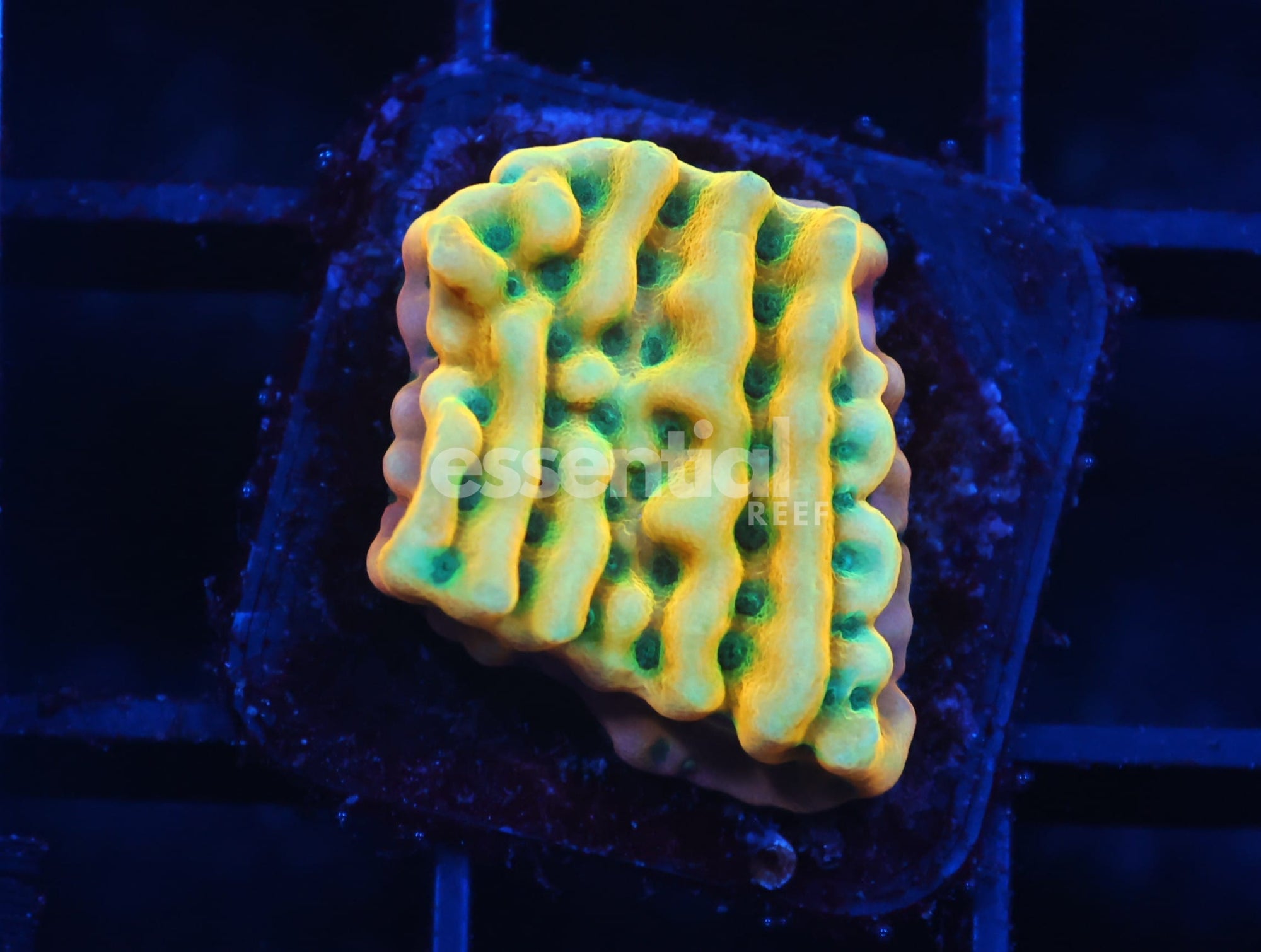 Watermarked - C355 - ALMOST WYSIWYG - JF BEACH BUM MONTIPORA