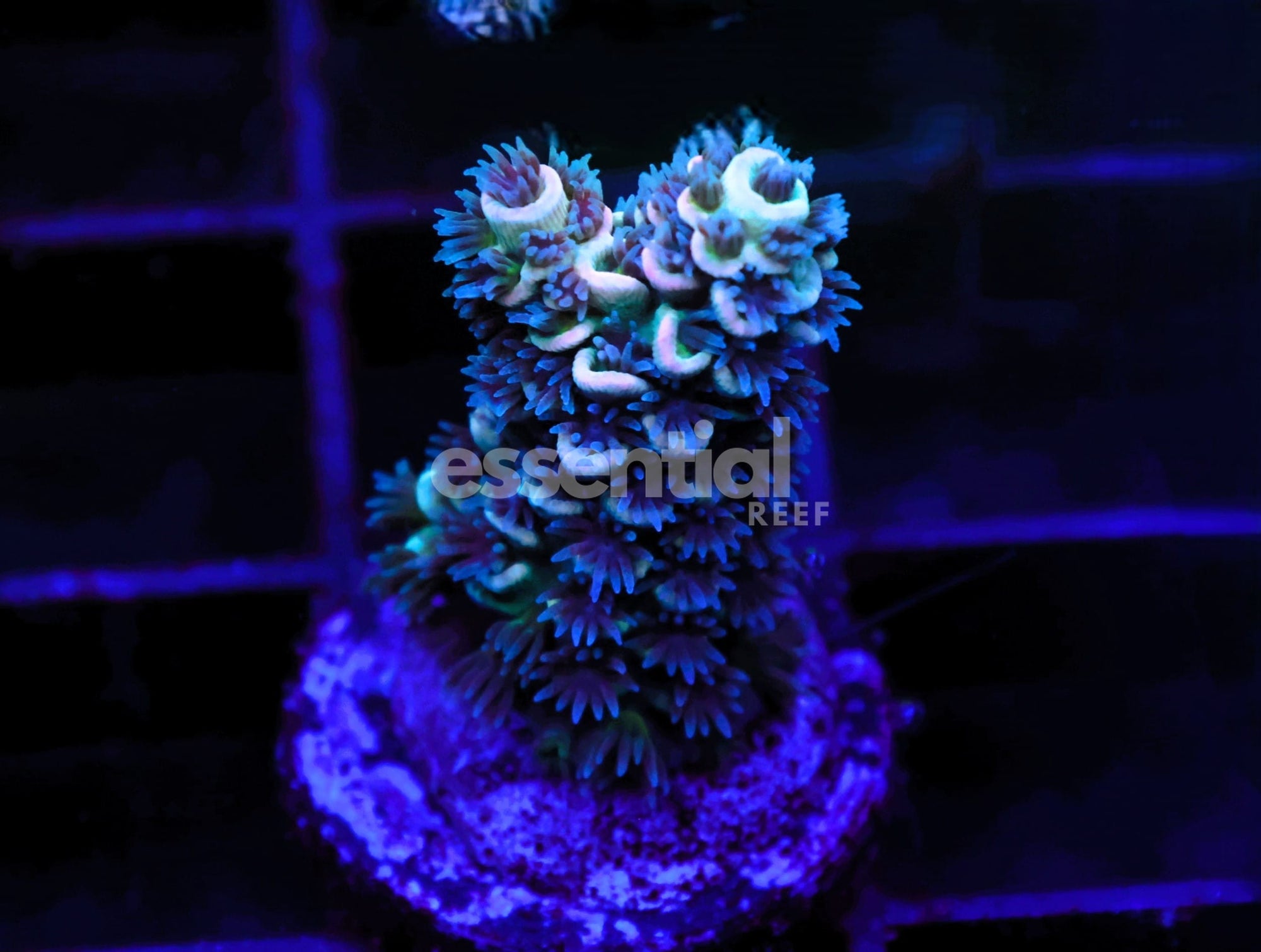 Watermarked - C48 - SDC Acropora Asst. Premium Tenuis