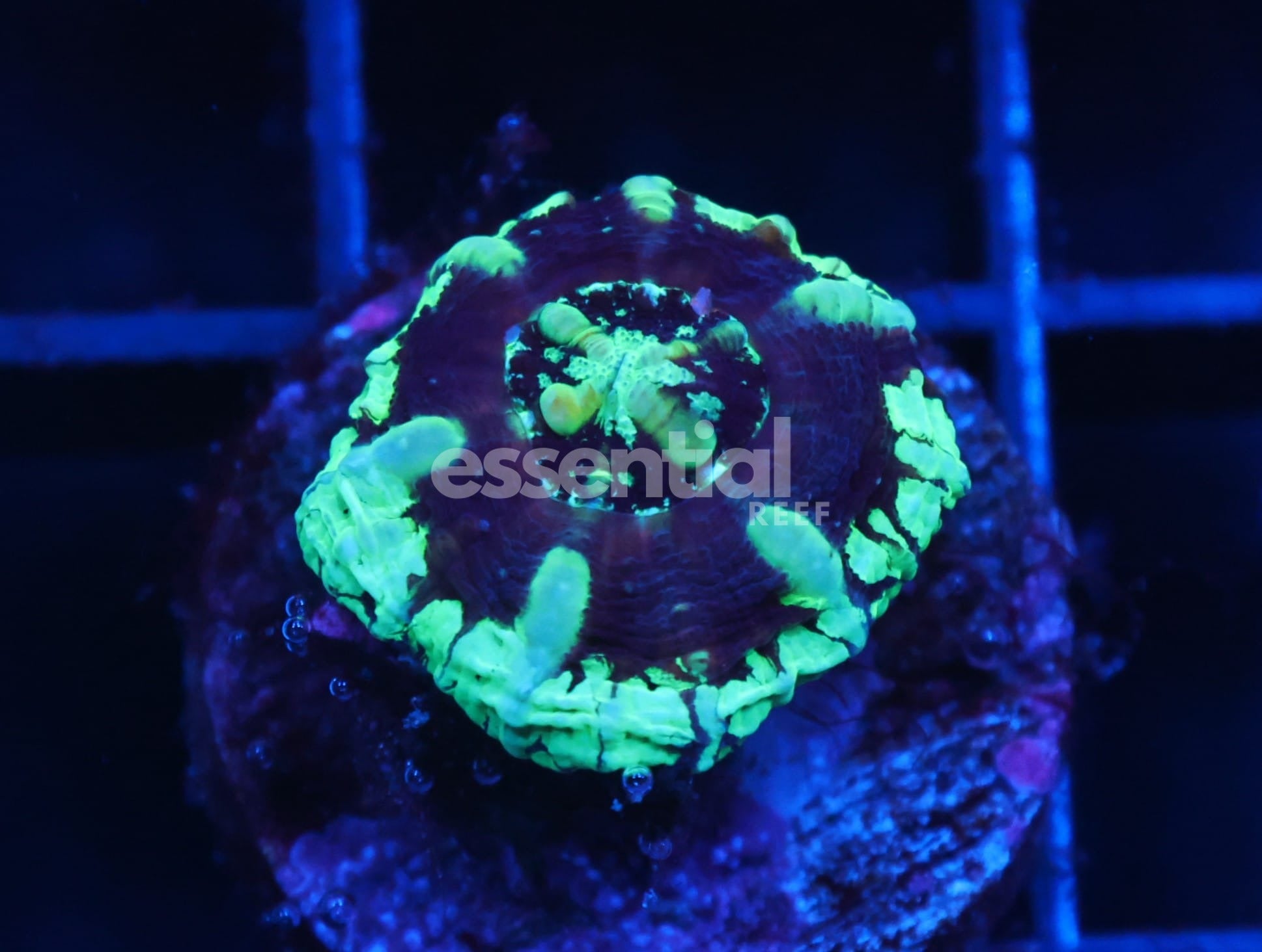 Watermarked - C355 - ALMOST WYSIWYG - CAPTIVE SPAWNED SCOLYMIA AUSTRALIA GREEN
