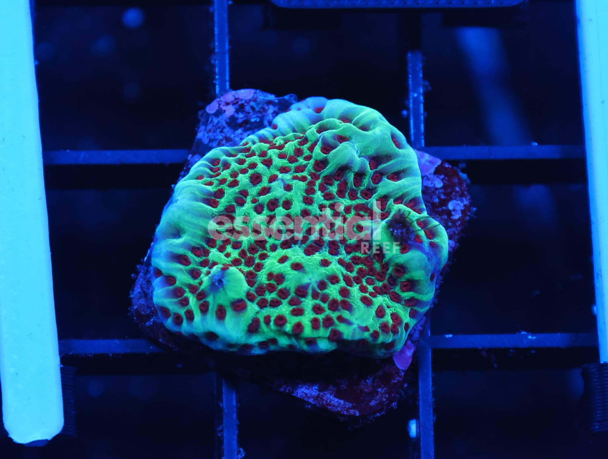 Watermarked - C356 - ALMOST WYSIWYG - SDC JEDI MIND TRICK MONTI