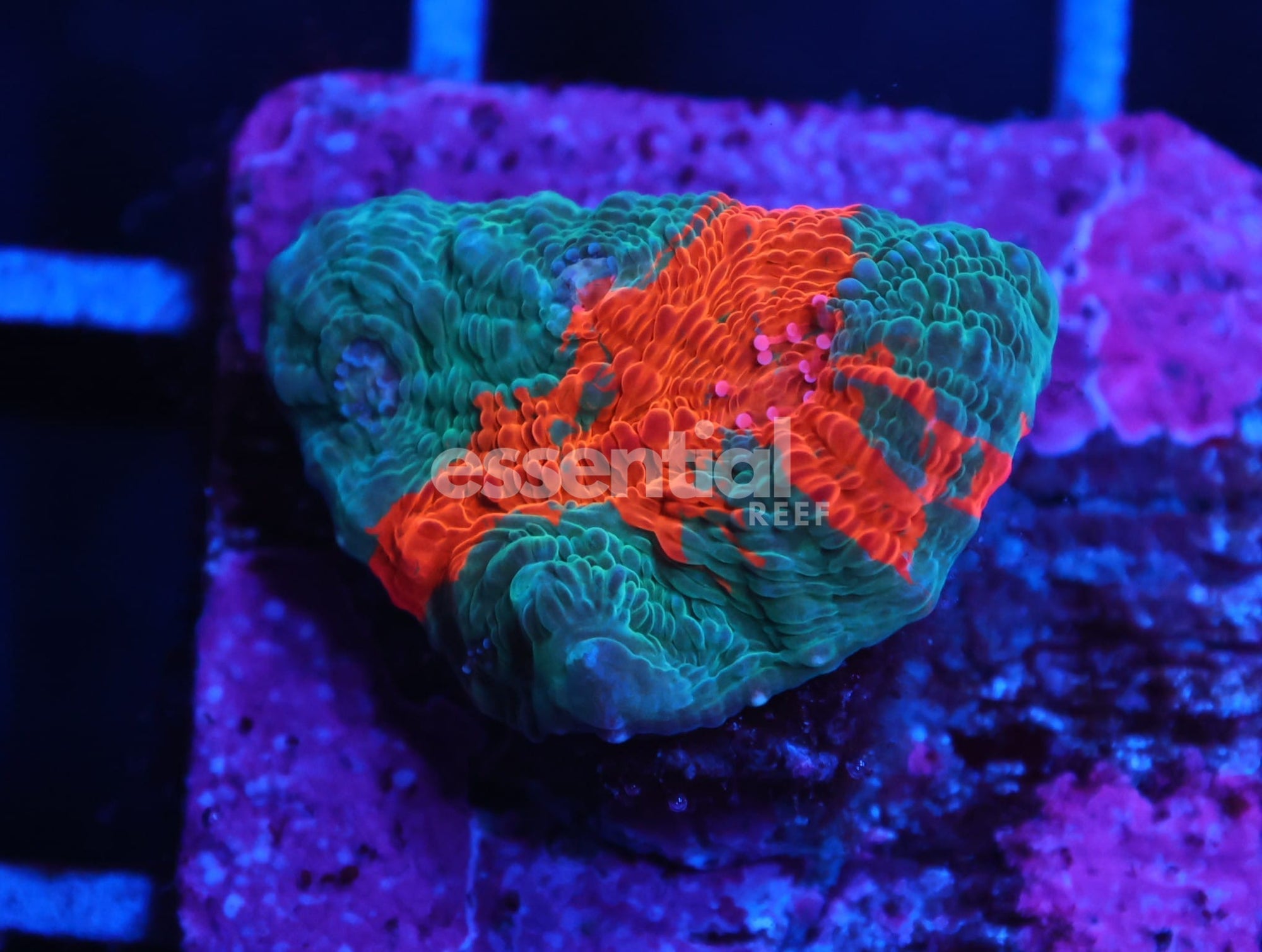 Watermarked - C36 - SDC RAINBOW JELLYBEAN CHALICE
