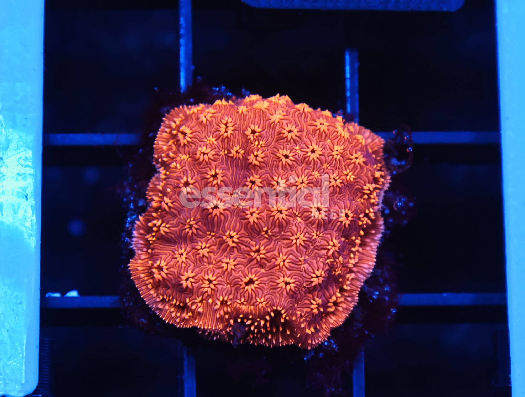 Watermarked - C358 - ALMOST WYSIWYG - ORANGE PAVONA MALDIVENSIS