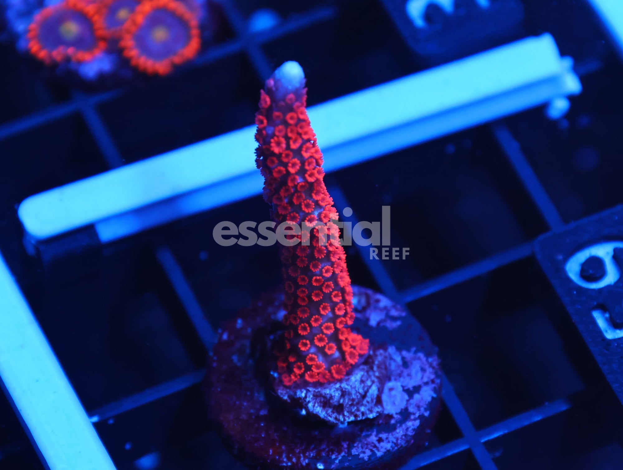 Watermarked - C359 - ALMOST WYSIWYG - SDC SUPERMAN MONTI DIGI