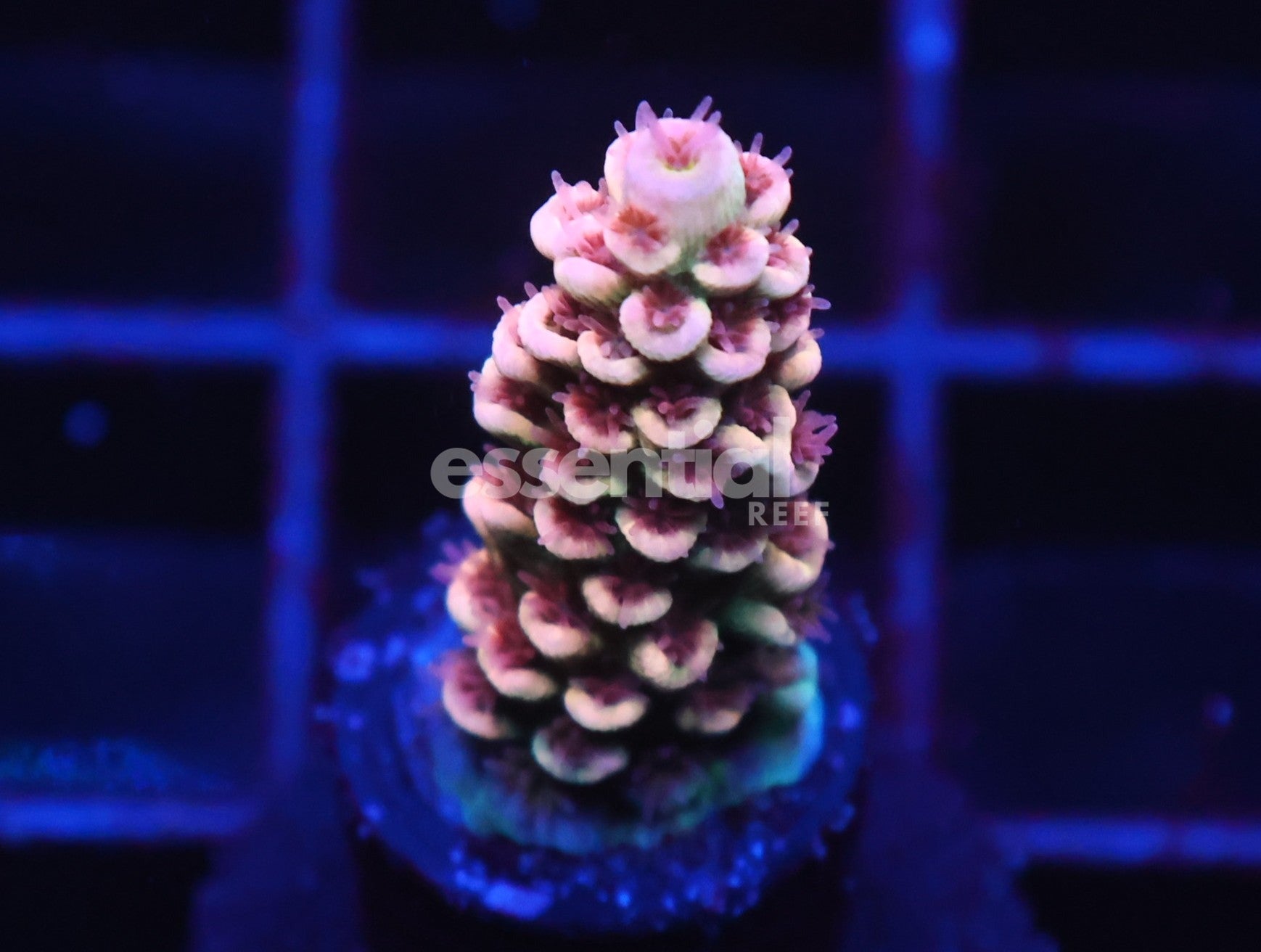 Watermarked - C55 - SDC Acropora Asst. Premium