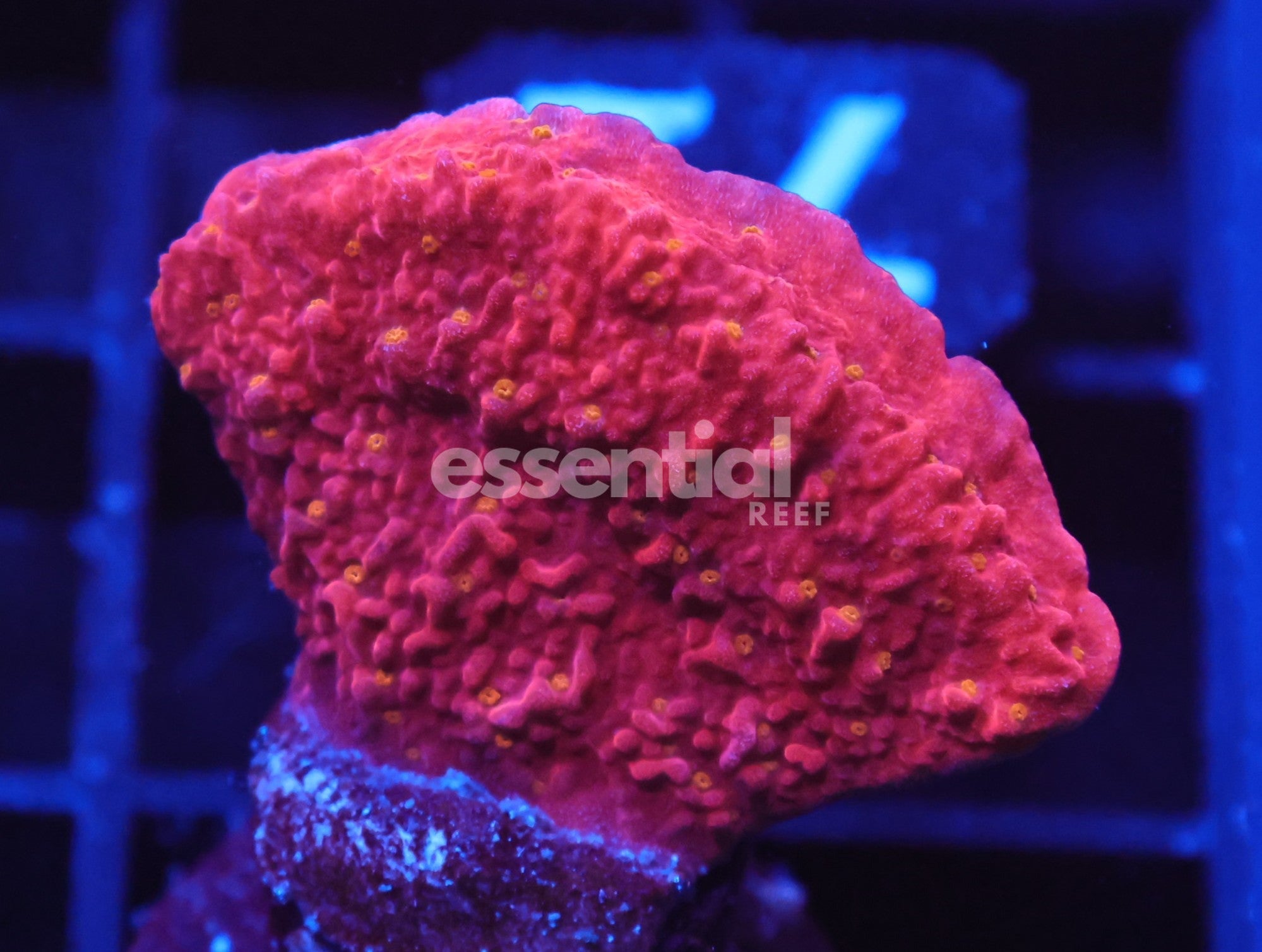 Watermarked - C72 - ReefTech Starburst Montipora