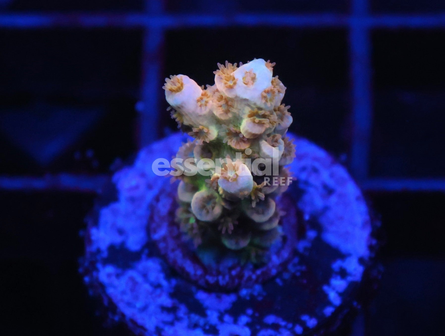 Watermarked - C57 - SDC Acropora Asst. Premium Tenuis