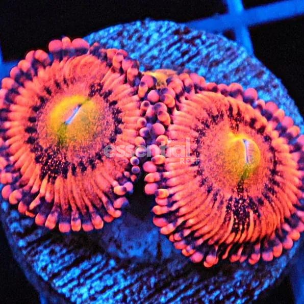 Watermarked - C366 - ALMOST WYSIWYG - SDC SCREWDRIVER ZOA/PALY