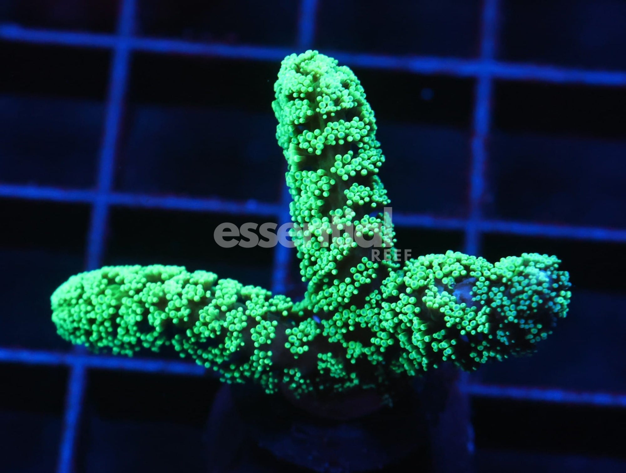 Watermarked - C69 - SDC Screaming Green LG Frags