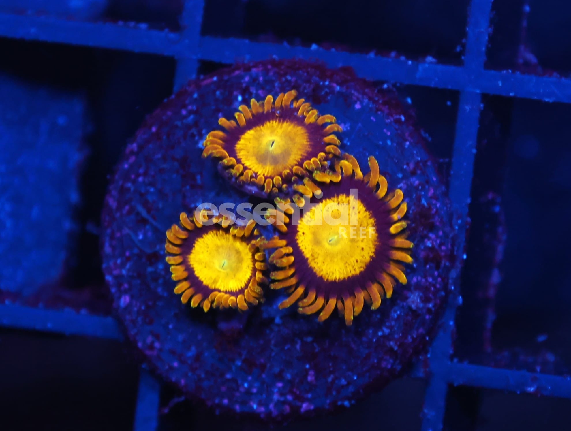 Watermarked - C368 - ALMOST WYSIWYG - SDC KING MIDAS ZOA/PALY