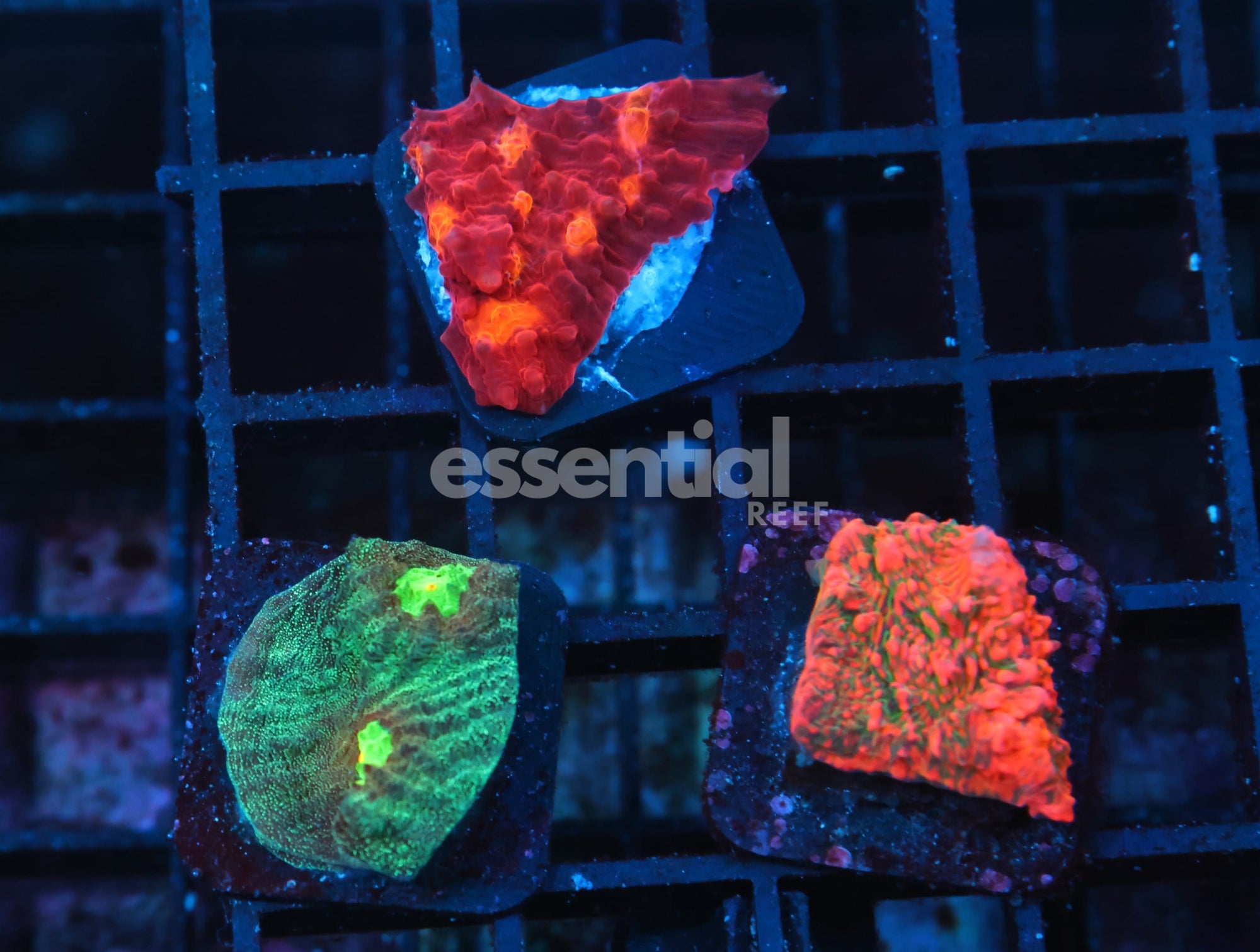 Watermarked - C372 - SDC CHALICE 3PC PACK