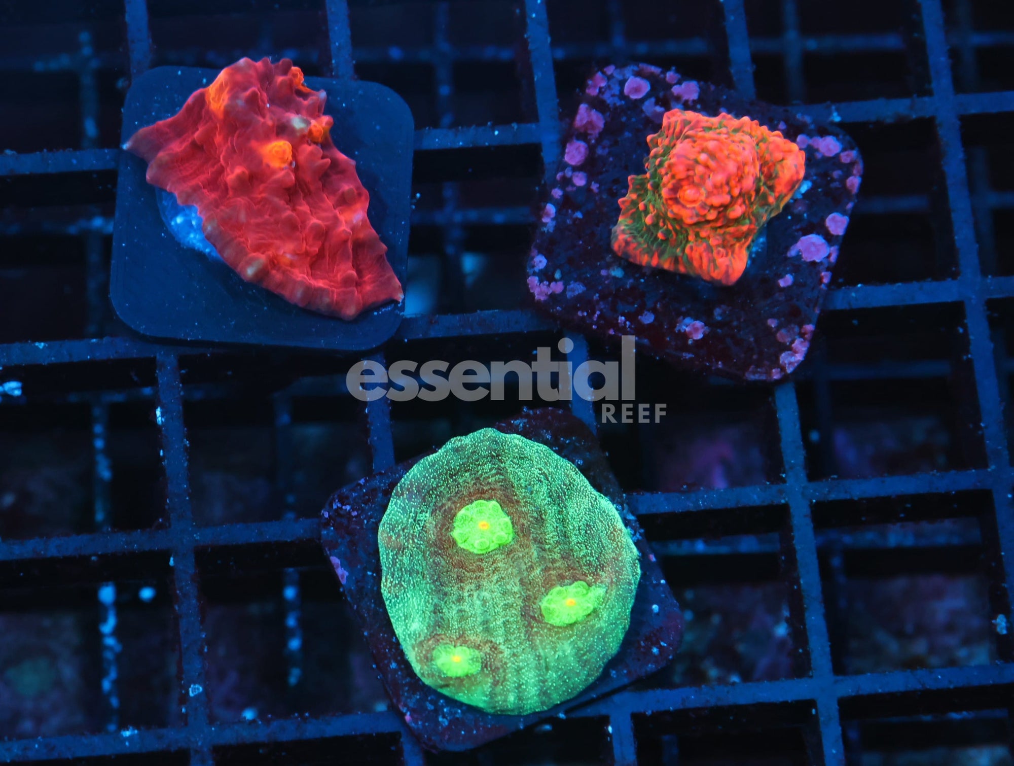Watermarked - C373 - SDC CHALICE 3PC PACK
