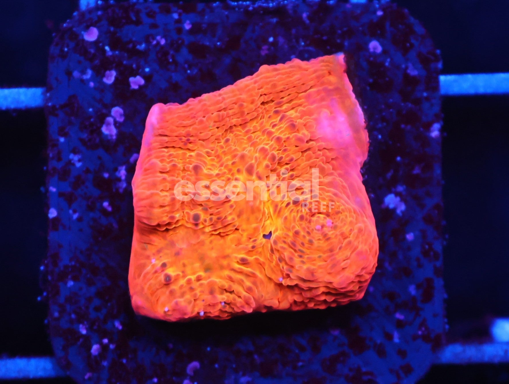 Watermarked - C99 - SDC Rainbow Jellybean Chalice