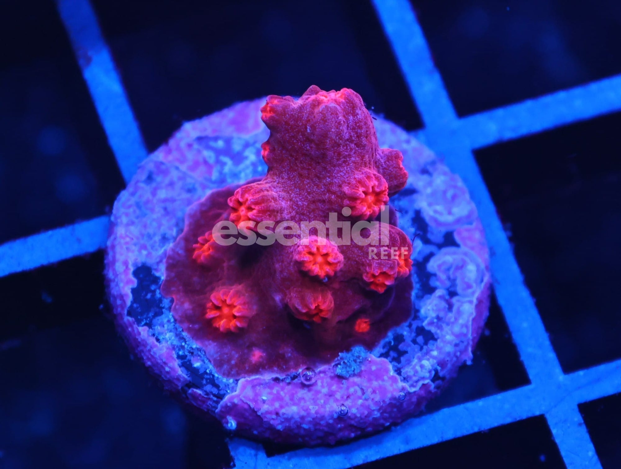 Watermarked - C38 - SDC RED BRANCHING CYPHASTREA