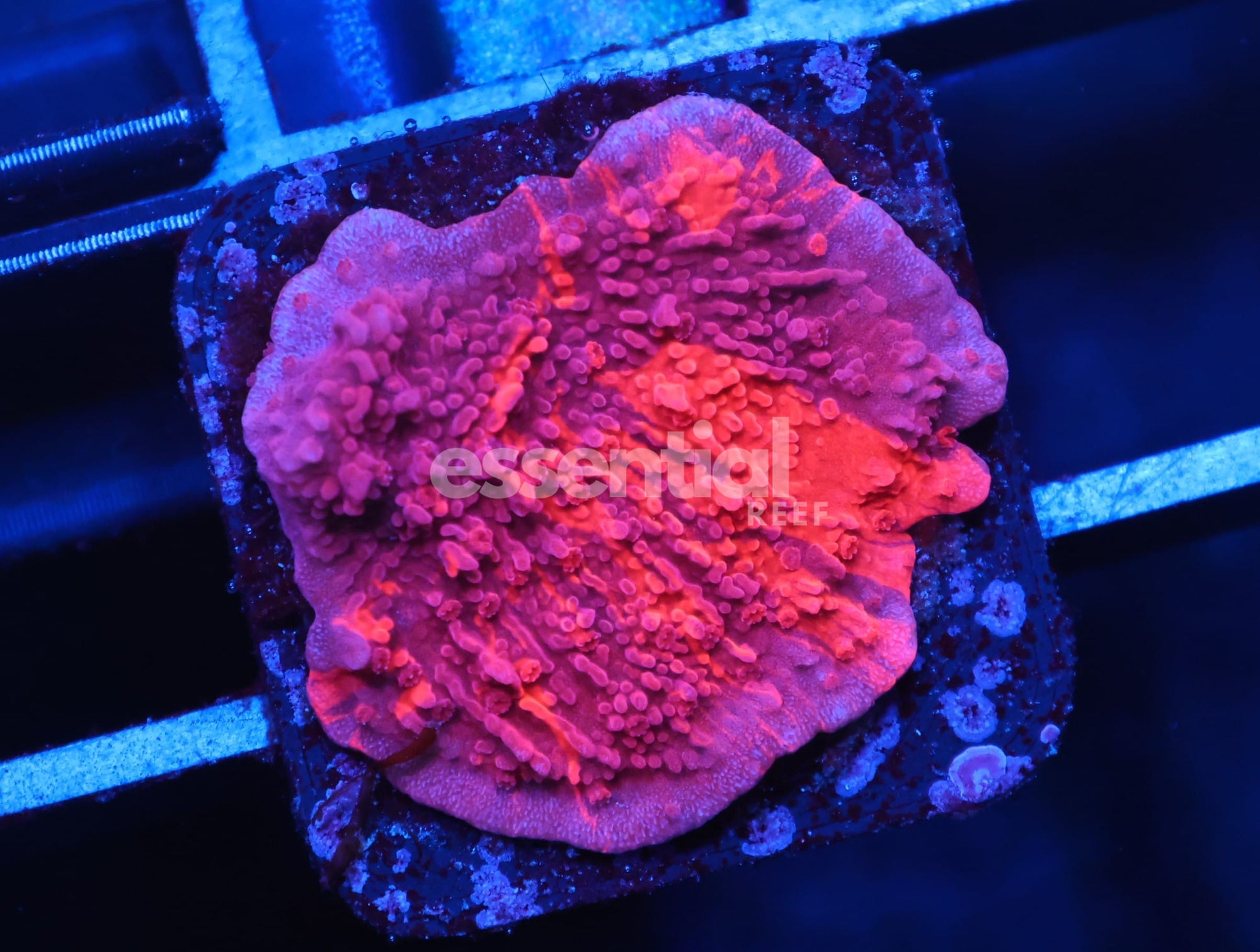 Watermarked - C41 - FIREWALKER GRAFTED MONTI CAP