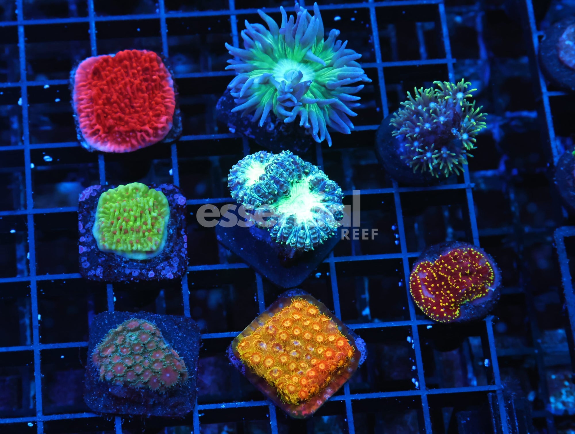 Watermarked - C375 - ASST CORAL PACK 8 PC
