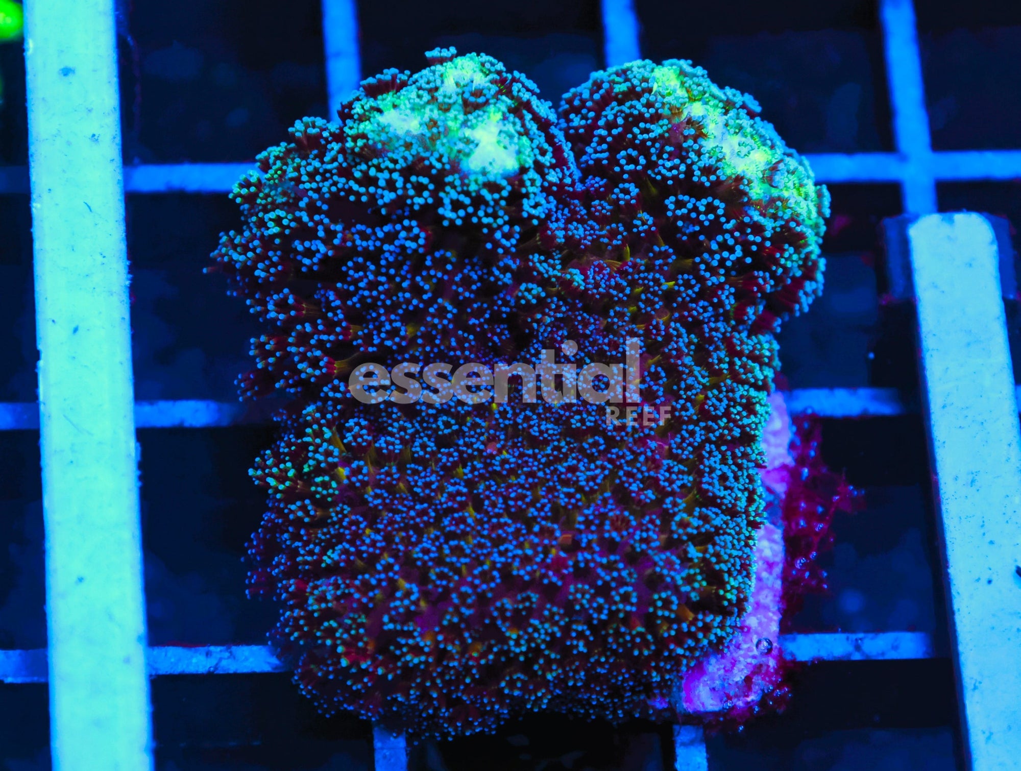Watermarked - C44 - SDC PURPLE MILKA STYLOPHORA
