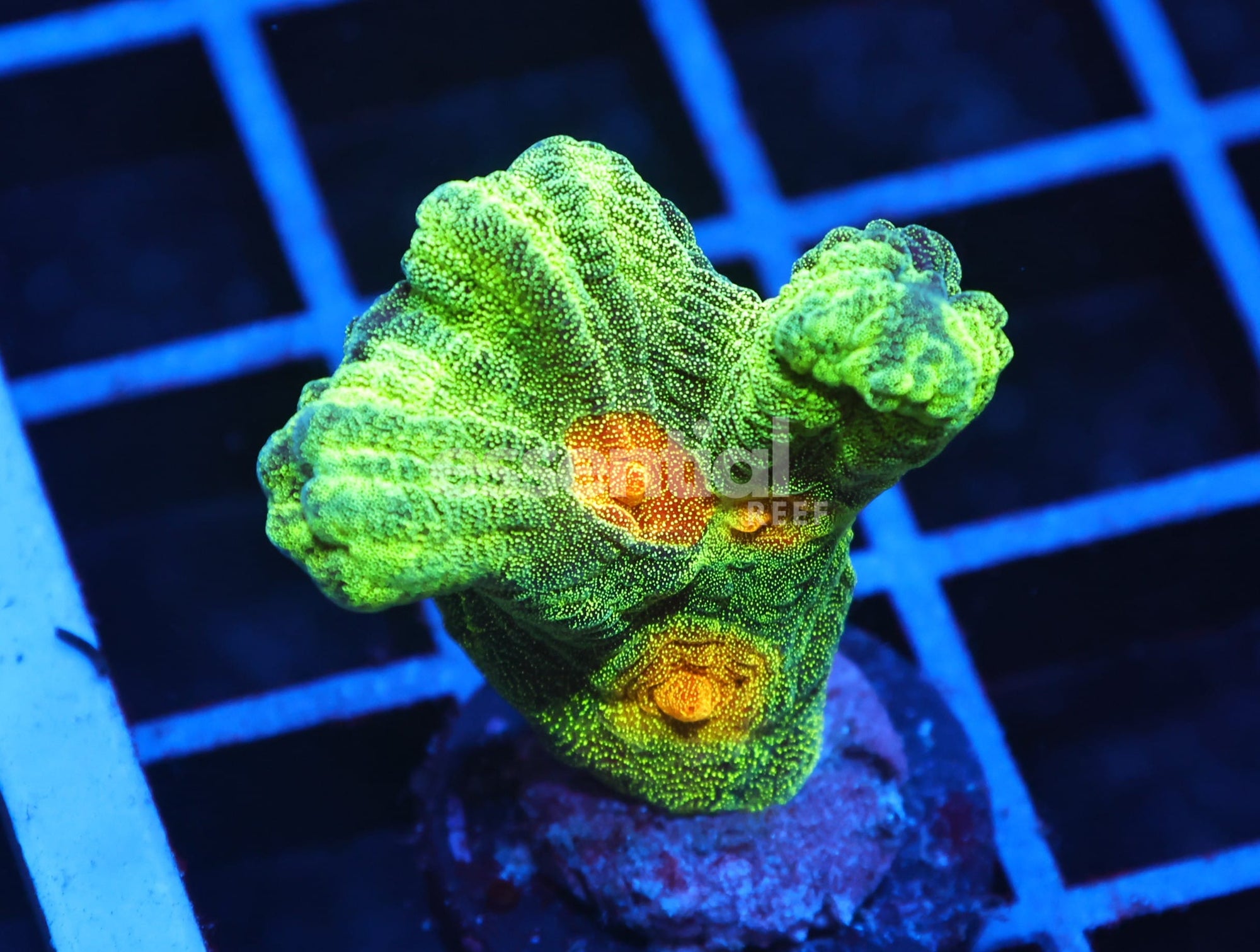 Watermarked - C45 - SDC SPACE INVADER PECTINIA
