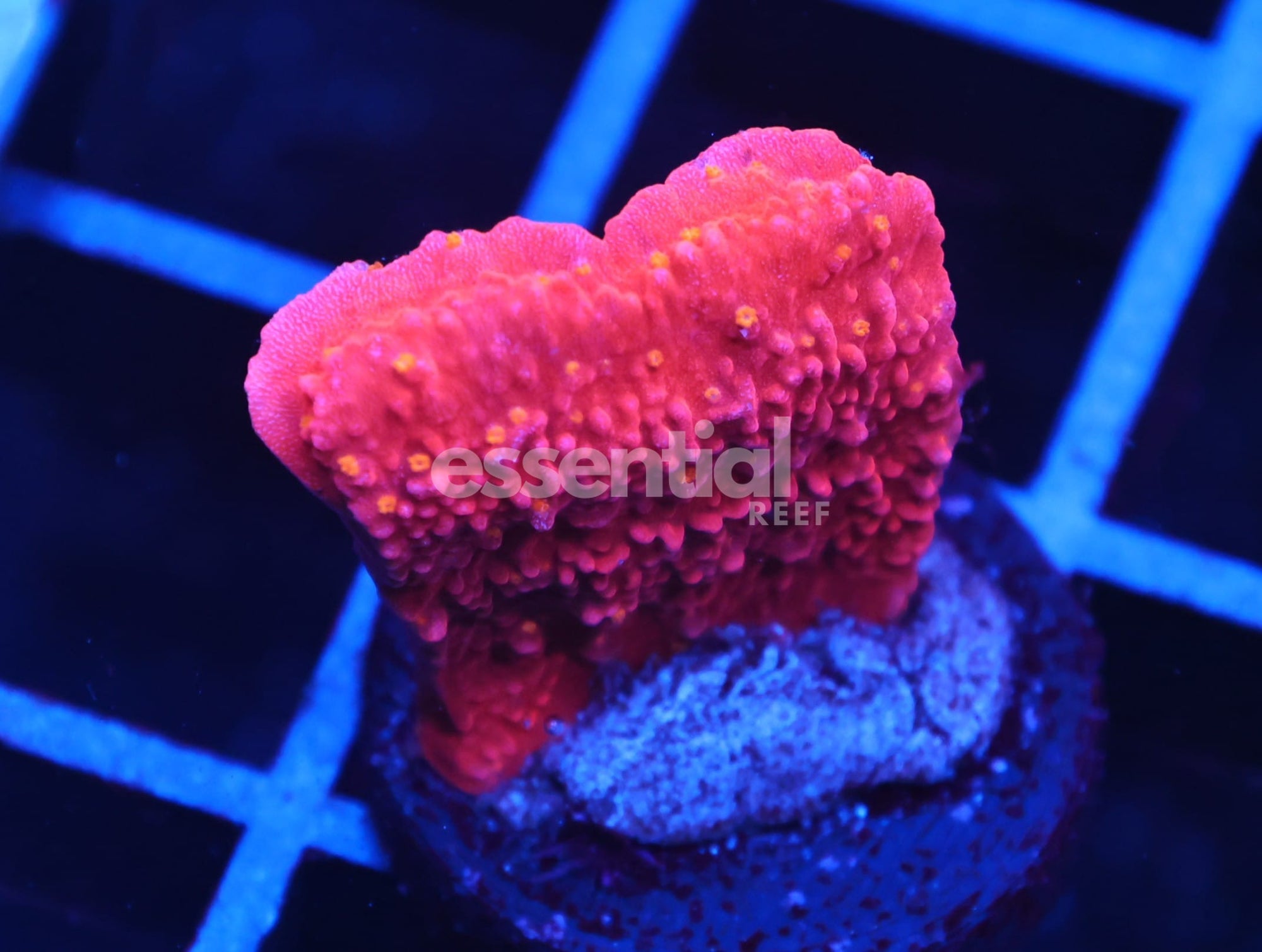 Watermarked - C47 - REEFTECH STARBURST MONTI