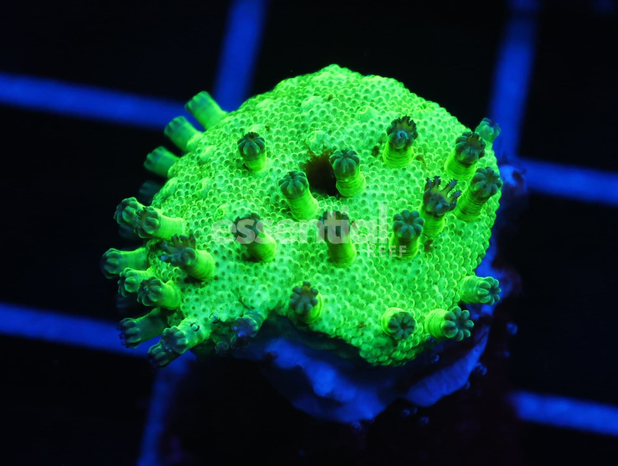 Watermarked - C48 - SDC JAPANESE GREEN SARCOPHYTON LEATHER