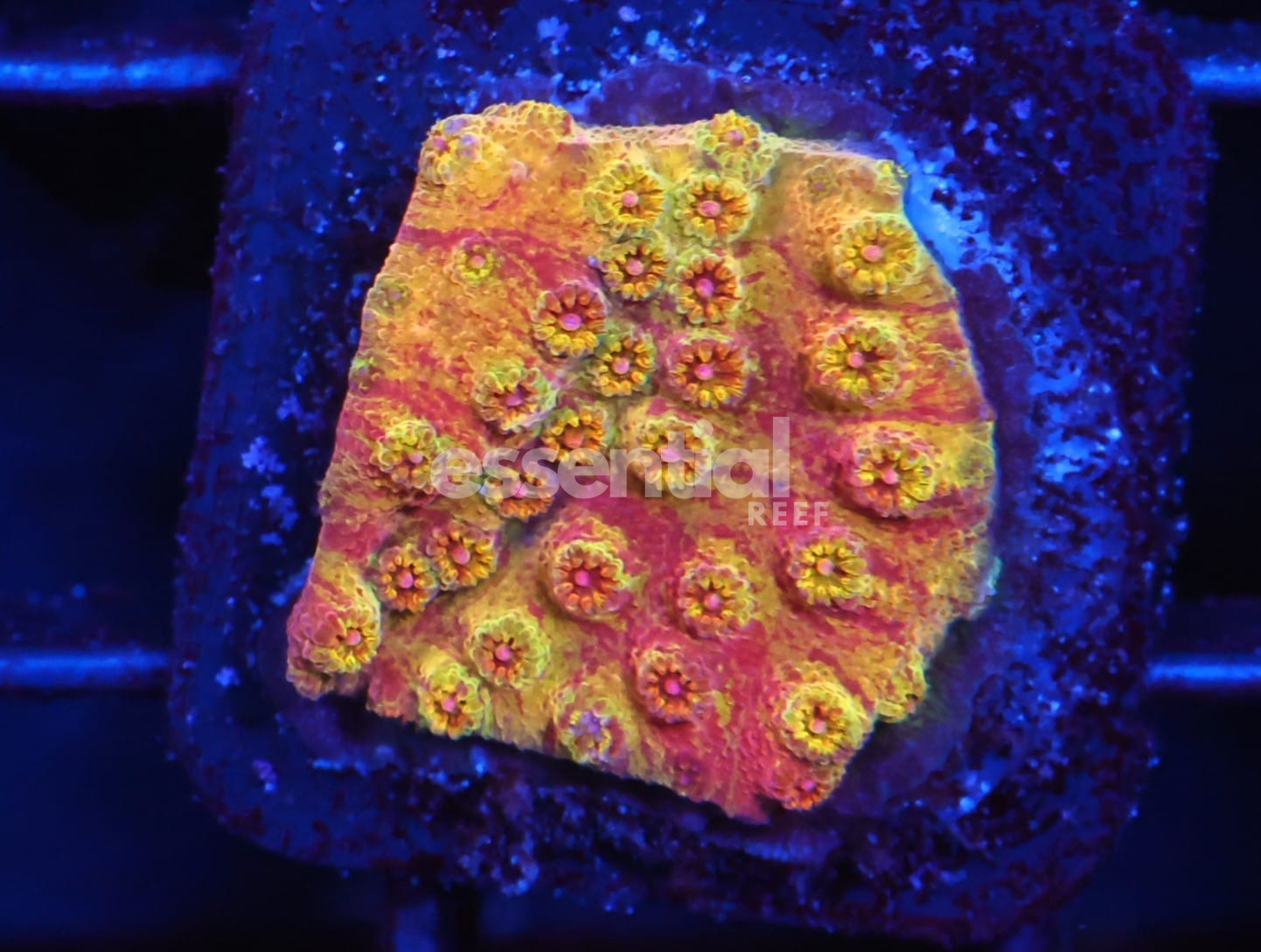 Watermarked - C92 - SDC Battle Cry Grafted Cyphastrea
