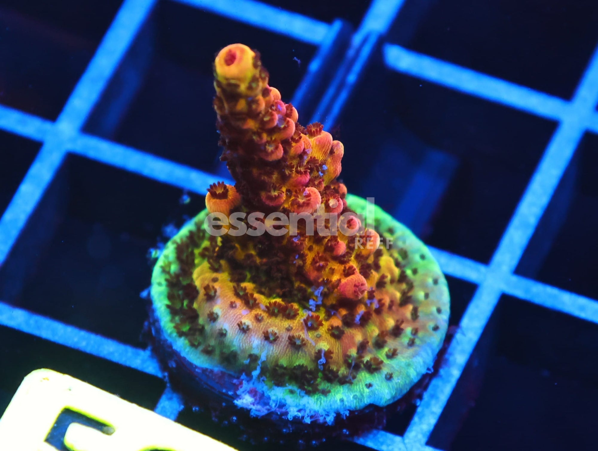 Watermarked - C50 - SDC ACROPORA ASST. PREMIUM